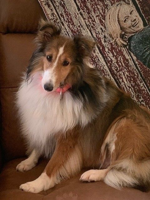 Rey, Adopted, Adult Female Shetland Sheepdog / Sheltie.