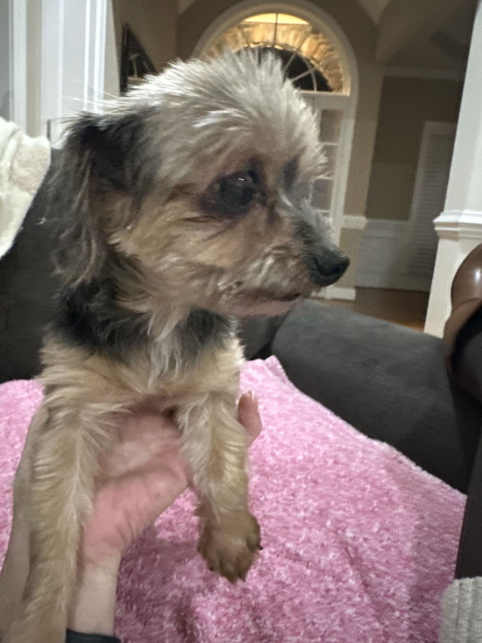 WILLOW, a Adopted Yorkshire Terrier in Holly Springs, NC image 1/3