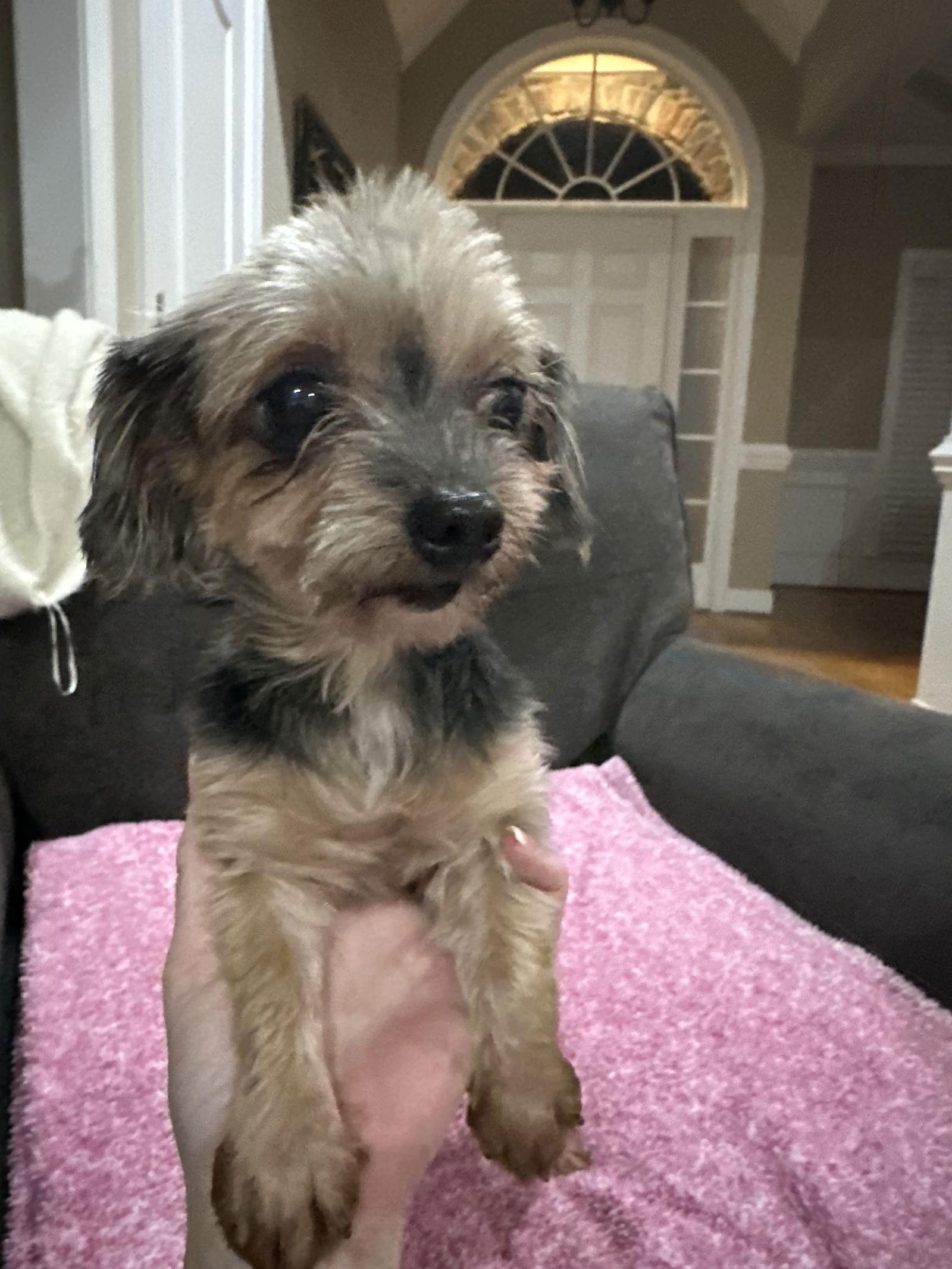 WILLOW, Adopted, Young Female Yorkshire Terrier.