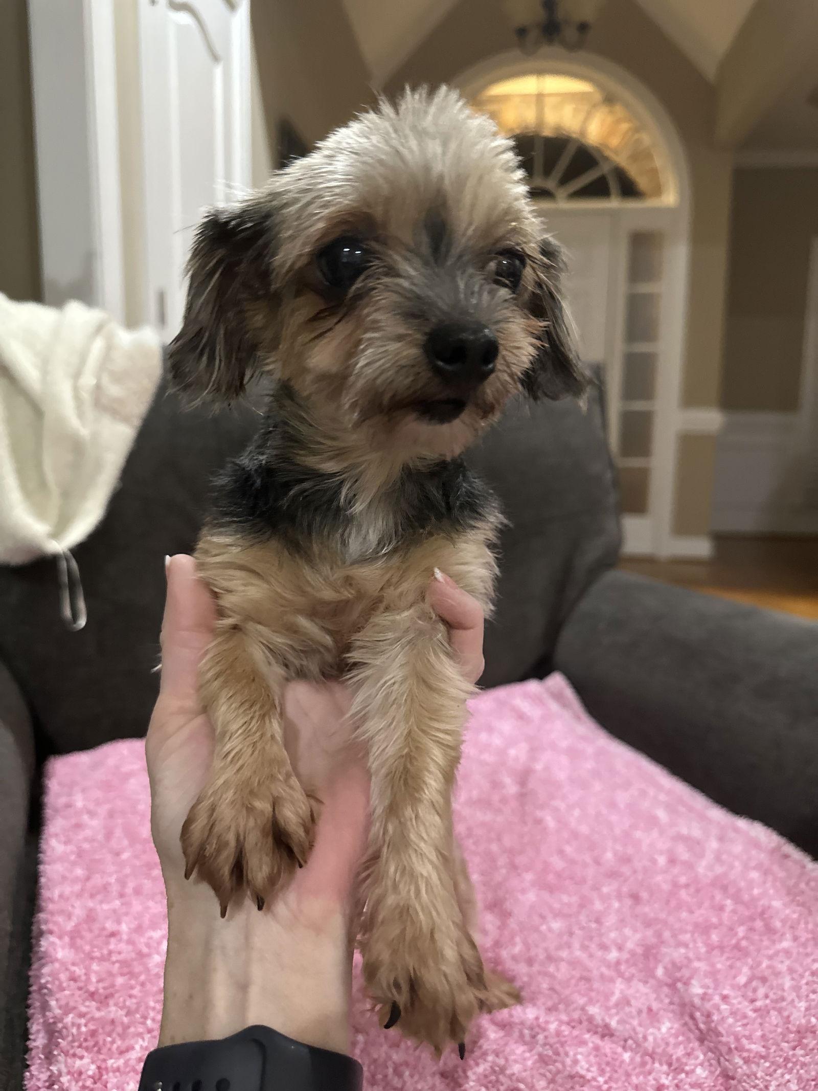 WILLOW, a Adopted Yorkshire Terrier in Holly Springs, NC image 3/3