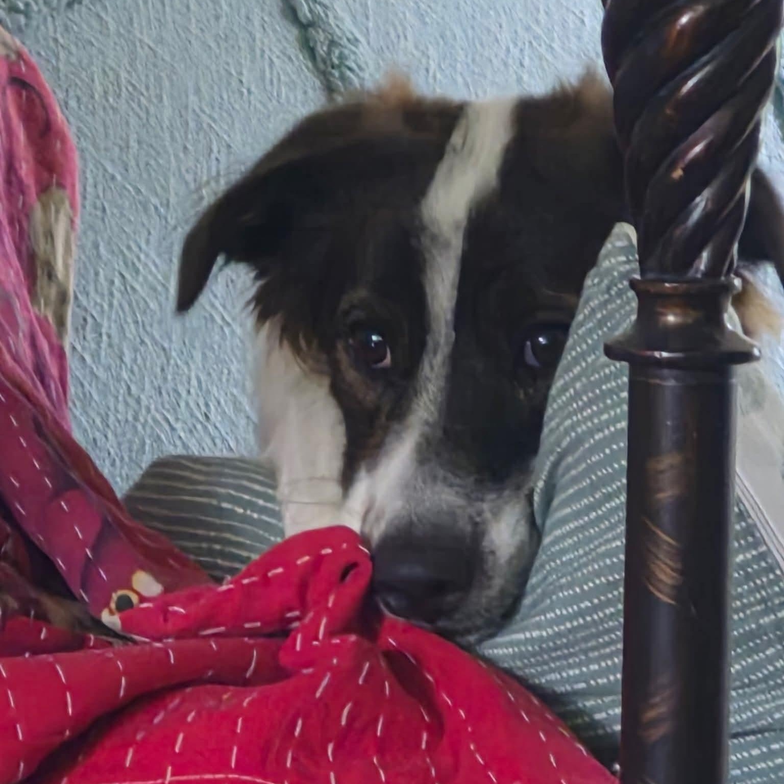 Enlarge Cheetos, a ADOPTABLE mixed breed in Williamsburg, ON image 5/6
