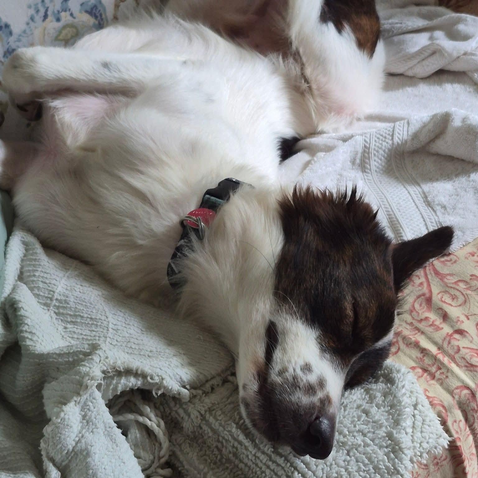 Enlarge Cheetos, a ADOPTABLE mixed breed in Williamsburg, ON image 6/6