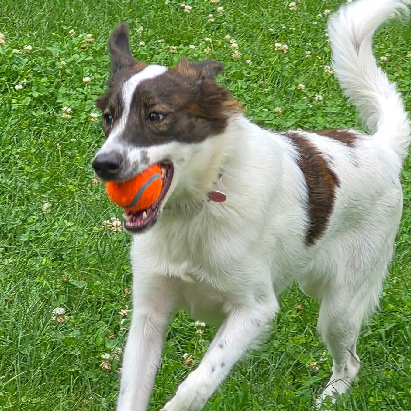 Enlarge Cheetos, a ADOPTABLE mixed breed in Williamsburg, ON image 2/6