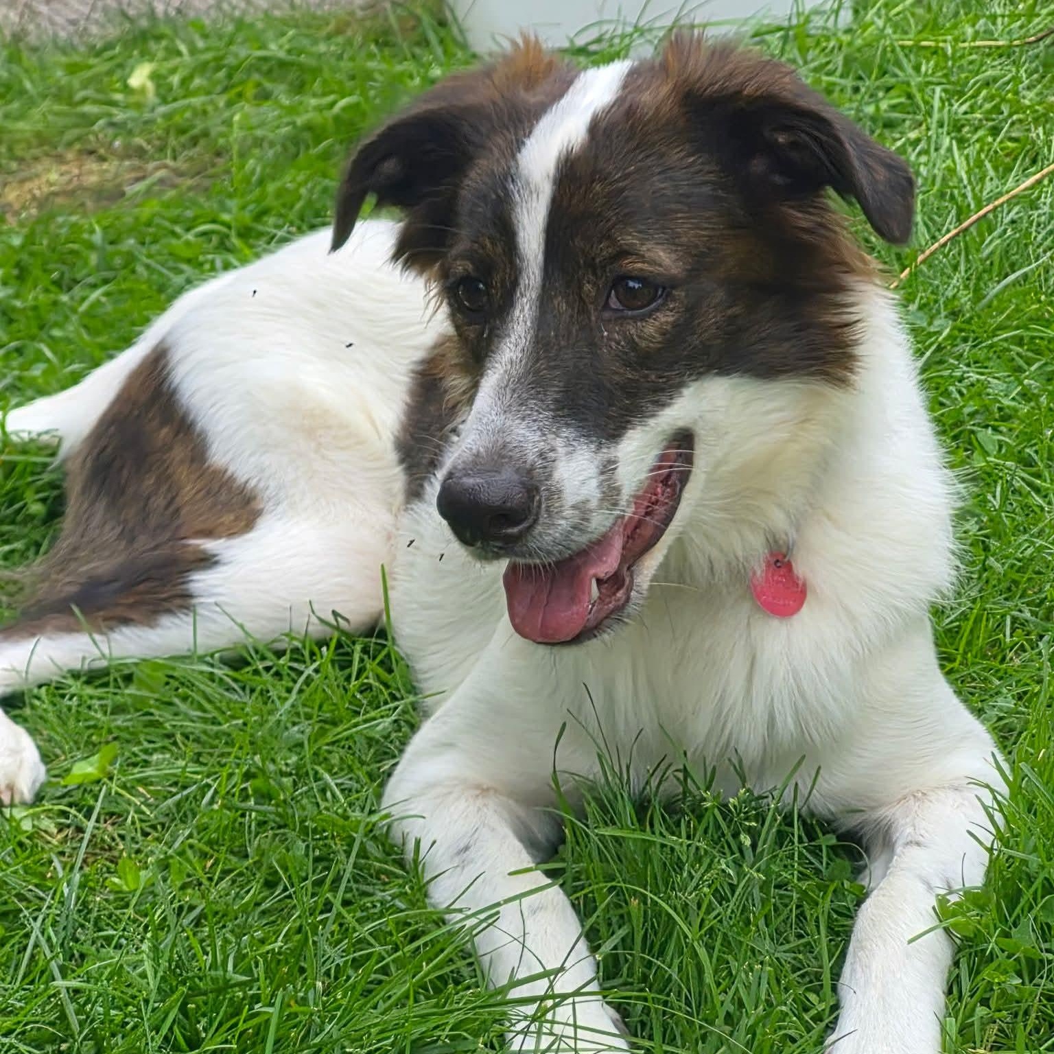 Cheetos, ADOPTABLE, Young Male Border Collie & Anatolian Shepherd.
