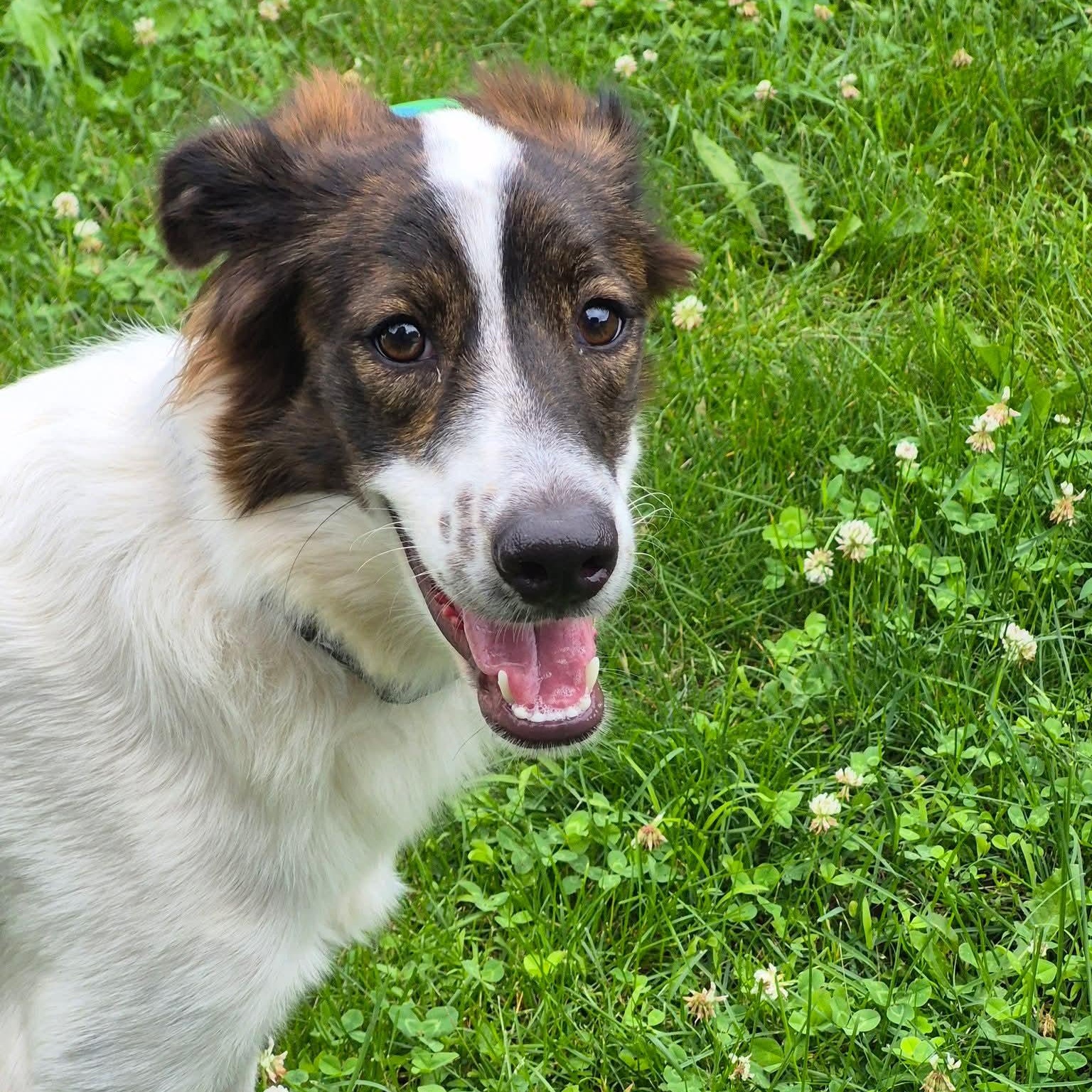 Enlarge Cheetos, a ADOPTABLE mixed breed in Williamsburg, ON image 3/6