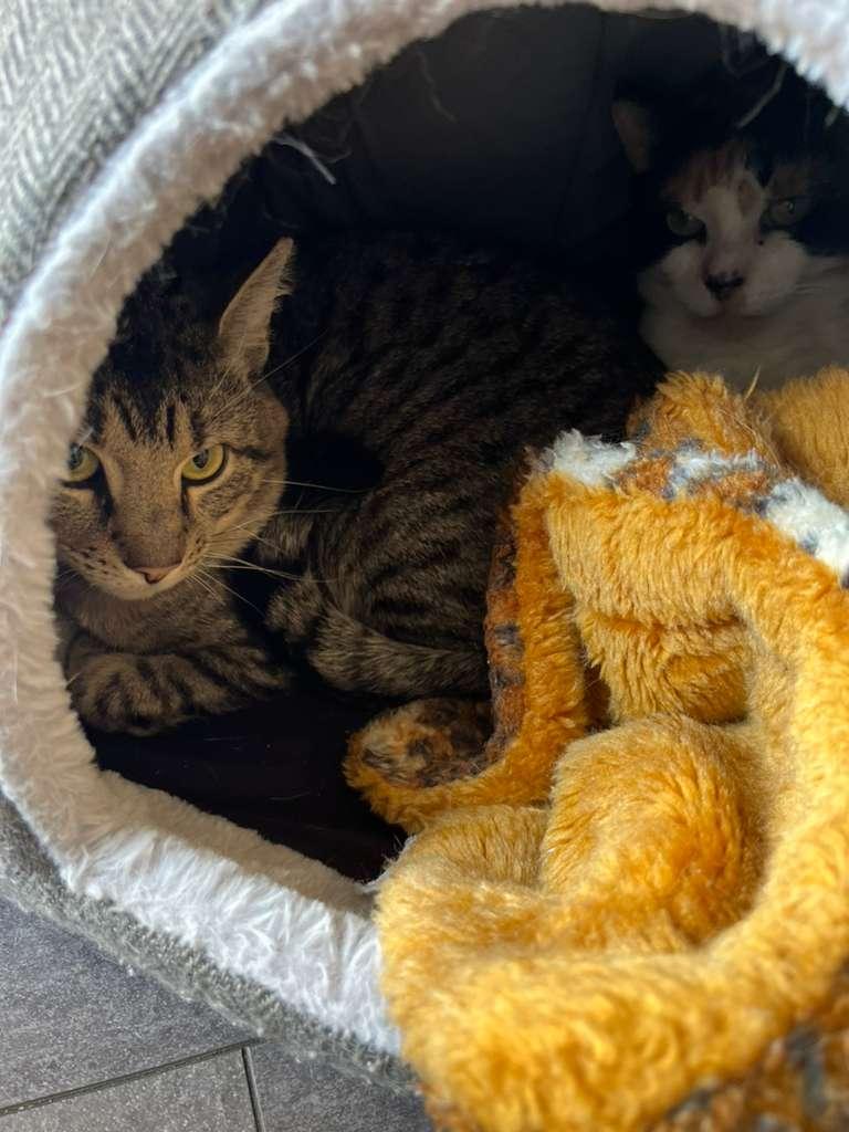 Enlarge Susan, a Adoptable Domestic Short Hair in Renfrew, PA image 3/4