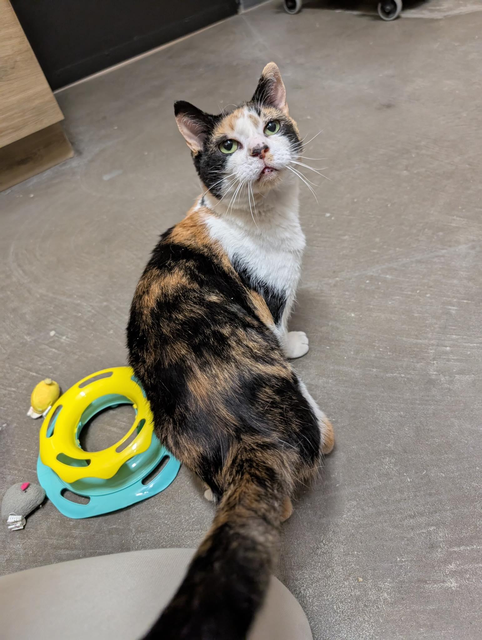 Enlarge Susan, a Adoptable Domestic Short Hair in Renfrew, PA image 2/4