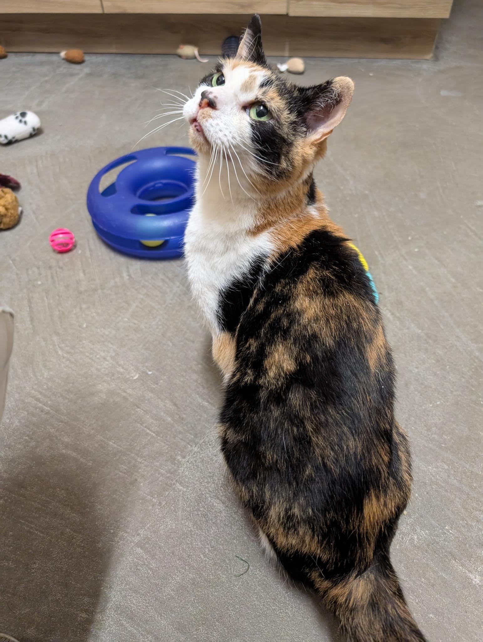 Susan, Adoptable, Adult Female Domestic Short Hair.