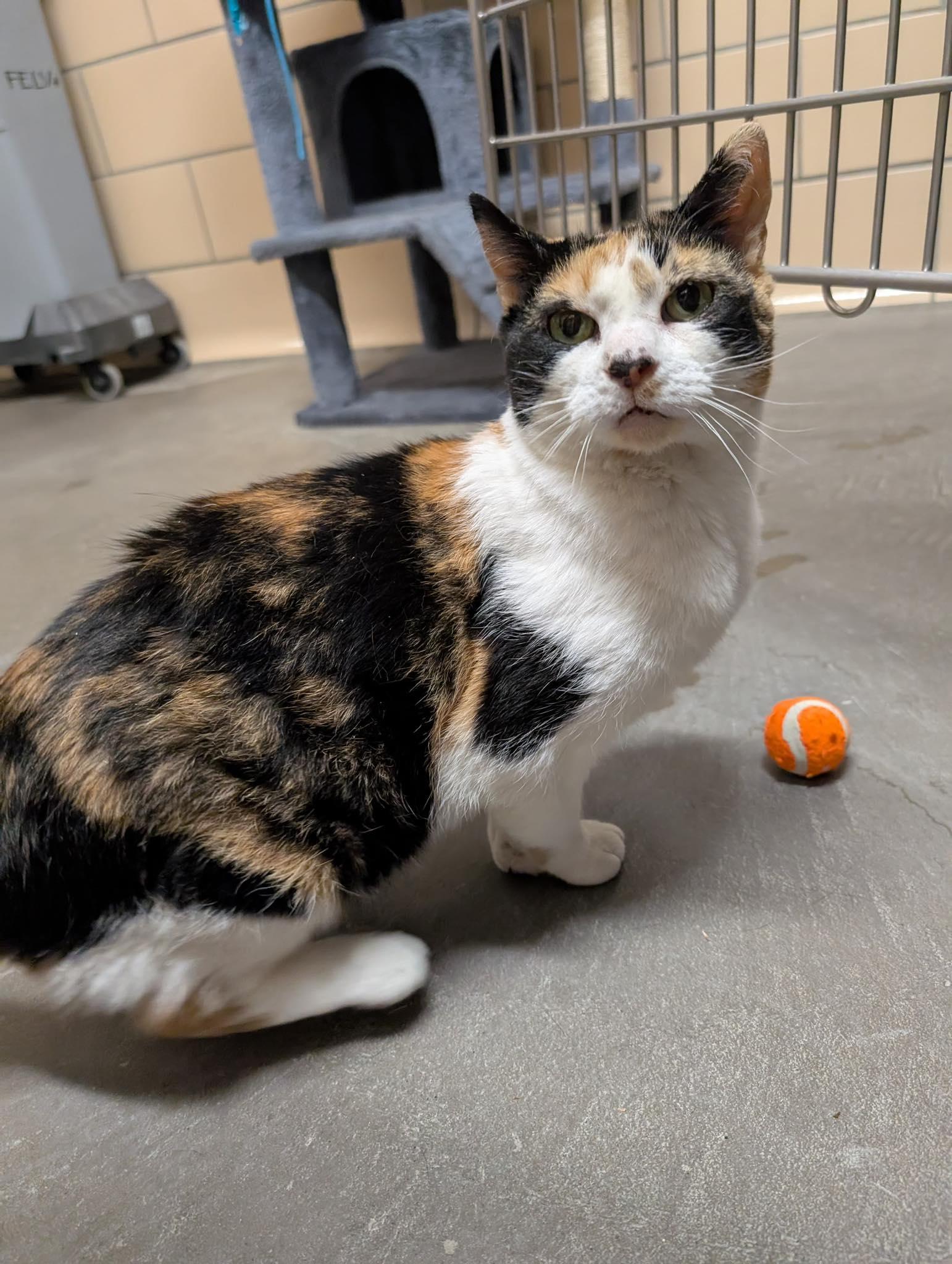 Enlarge Susan, a Adoptable Domestic Short Hair in Renfrew, PA image 4/4