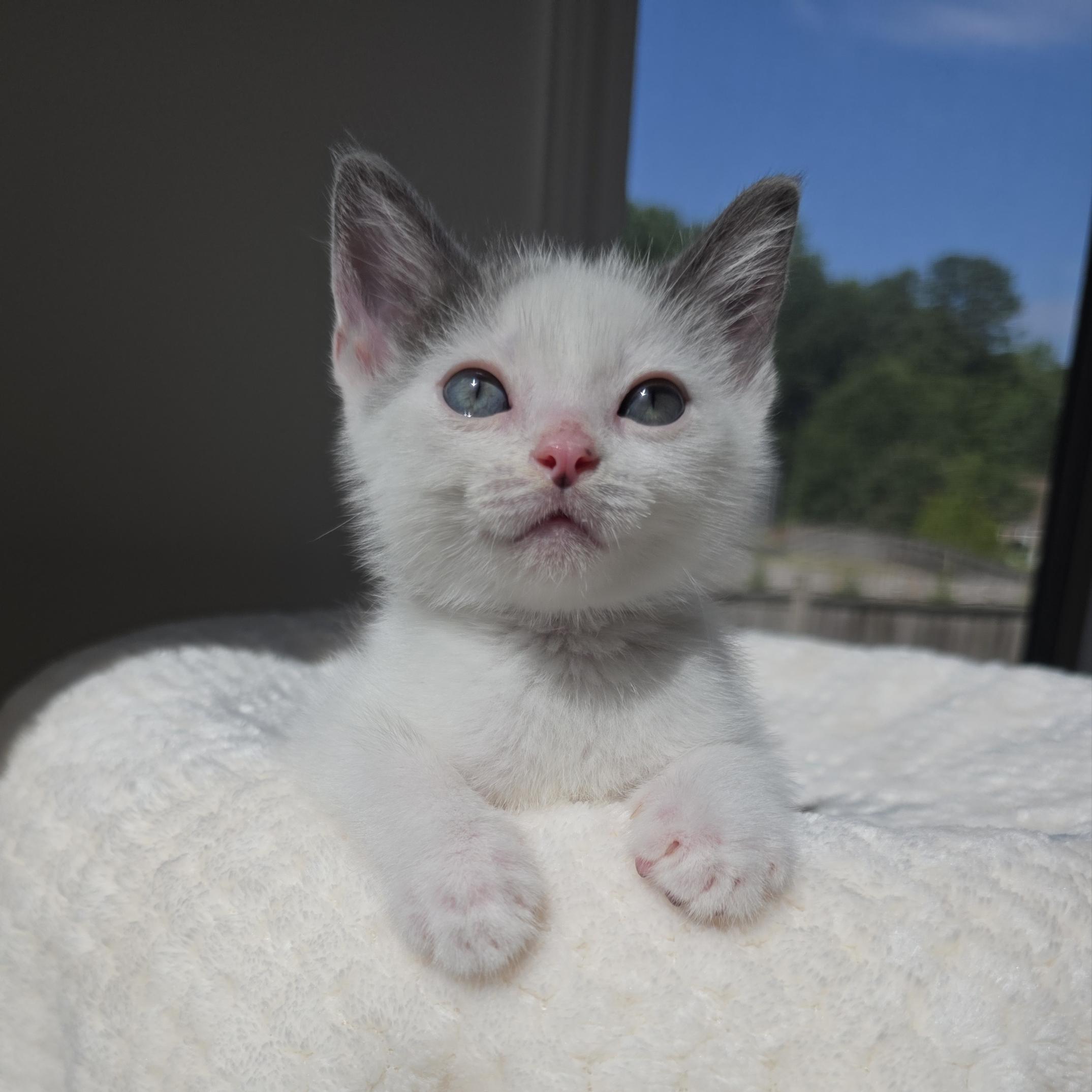 Cat available for adoption - None
