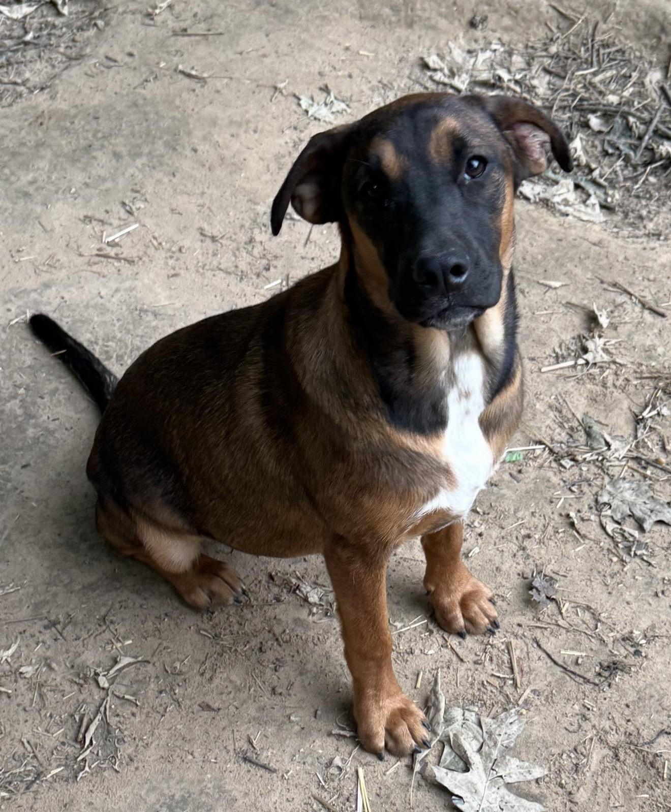 Gina, a ADOPTABLE Mixed Breed in Northwood, NH image 1/5