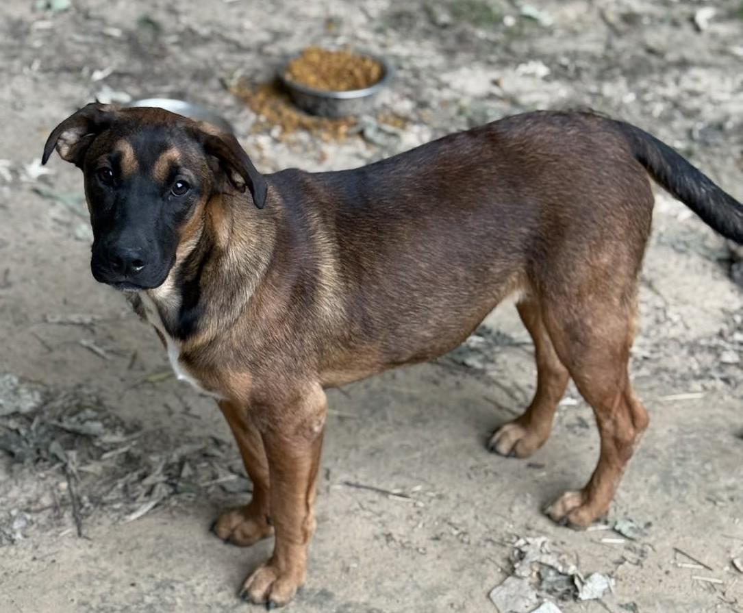 Gina, a ADOPTABLE Mixed Breed in Northwood, NH image 5/5