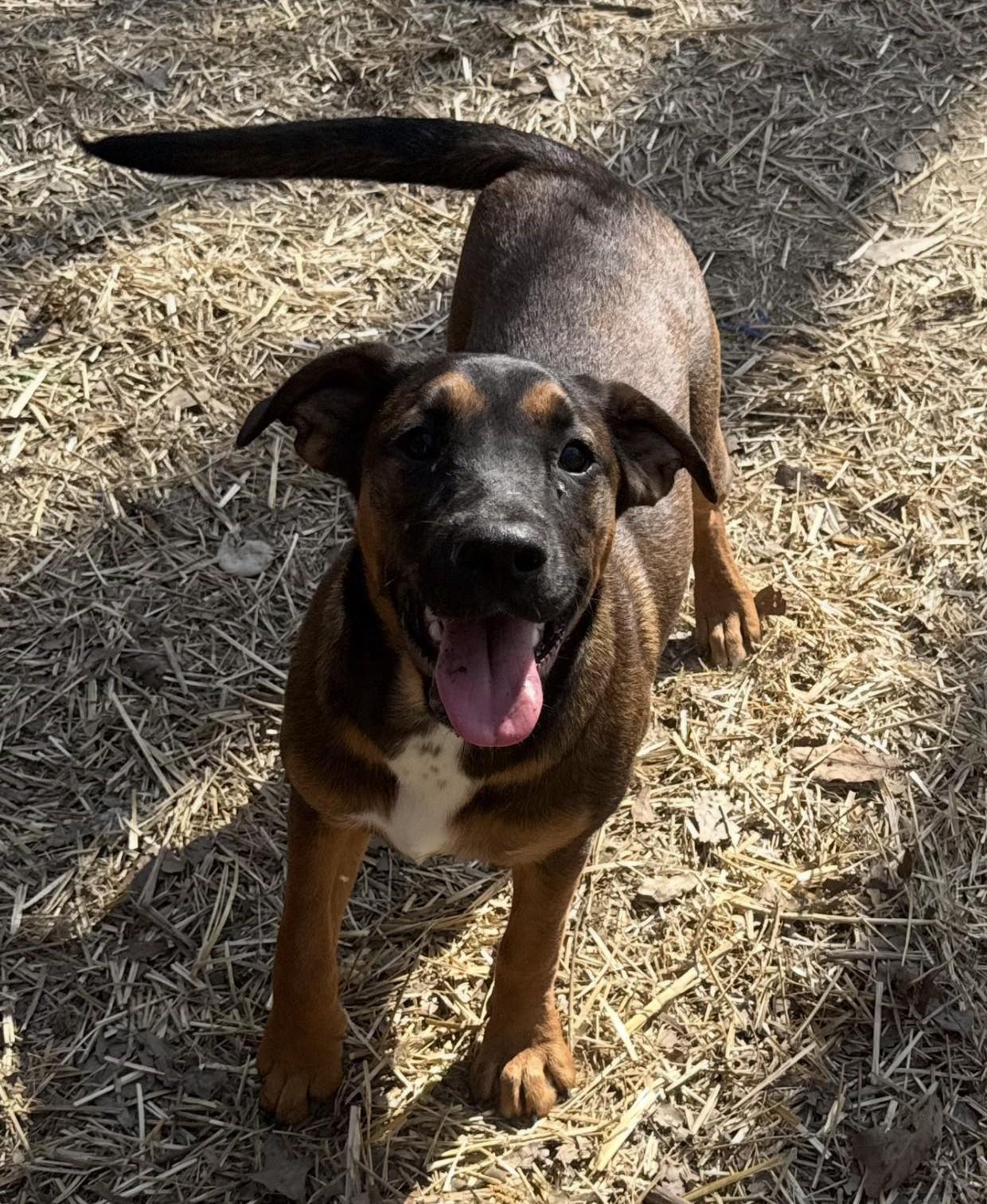 Gina, a ADOPTABLE Mixed Breed in Northwood, NH image 3/5