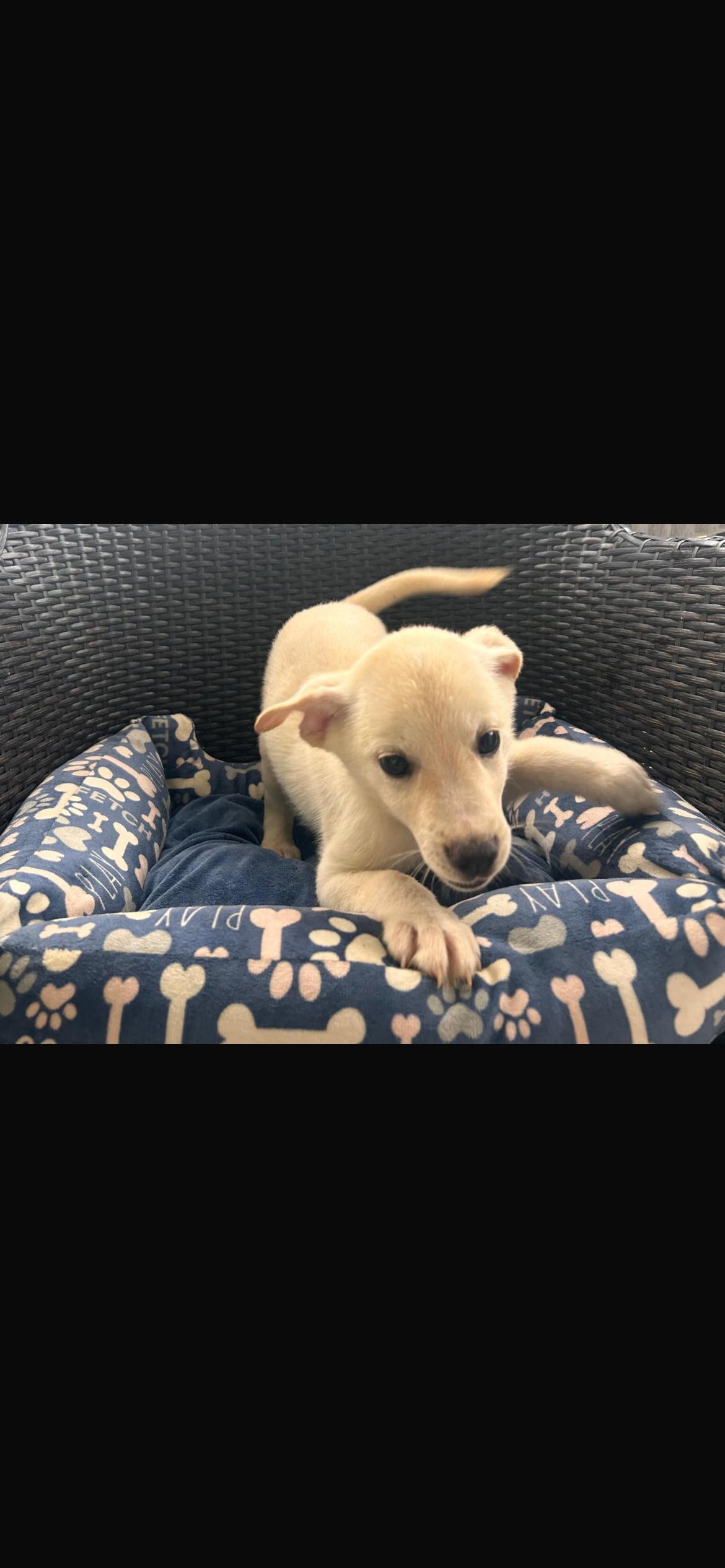Enlarge Petey, a Adoptable mixed breed in Virginia Beach, VA image 3/3
