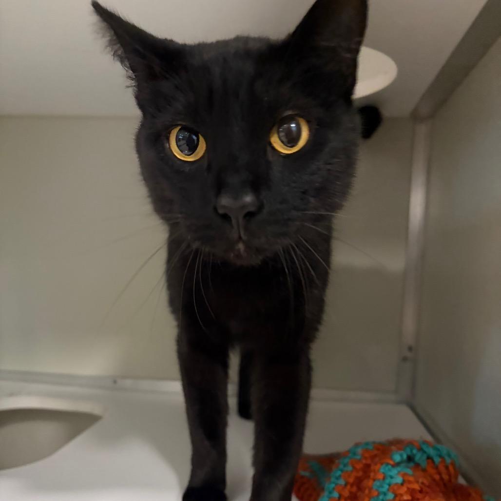 Zeek, Adoptable, Adult Male Domestic Short Hair.