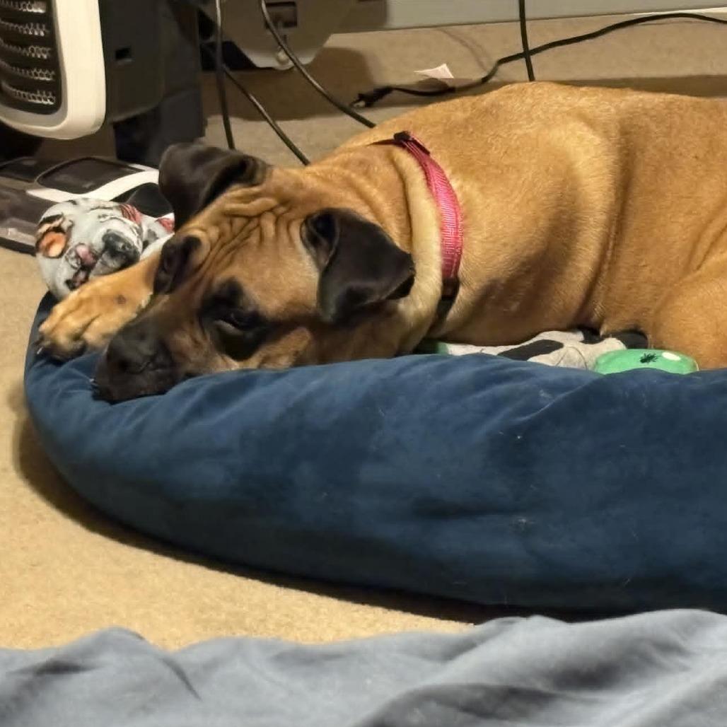 Thalia, a Adoptable Mastiff in manchester, PA image 1/5