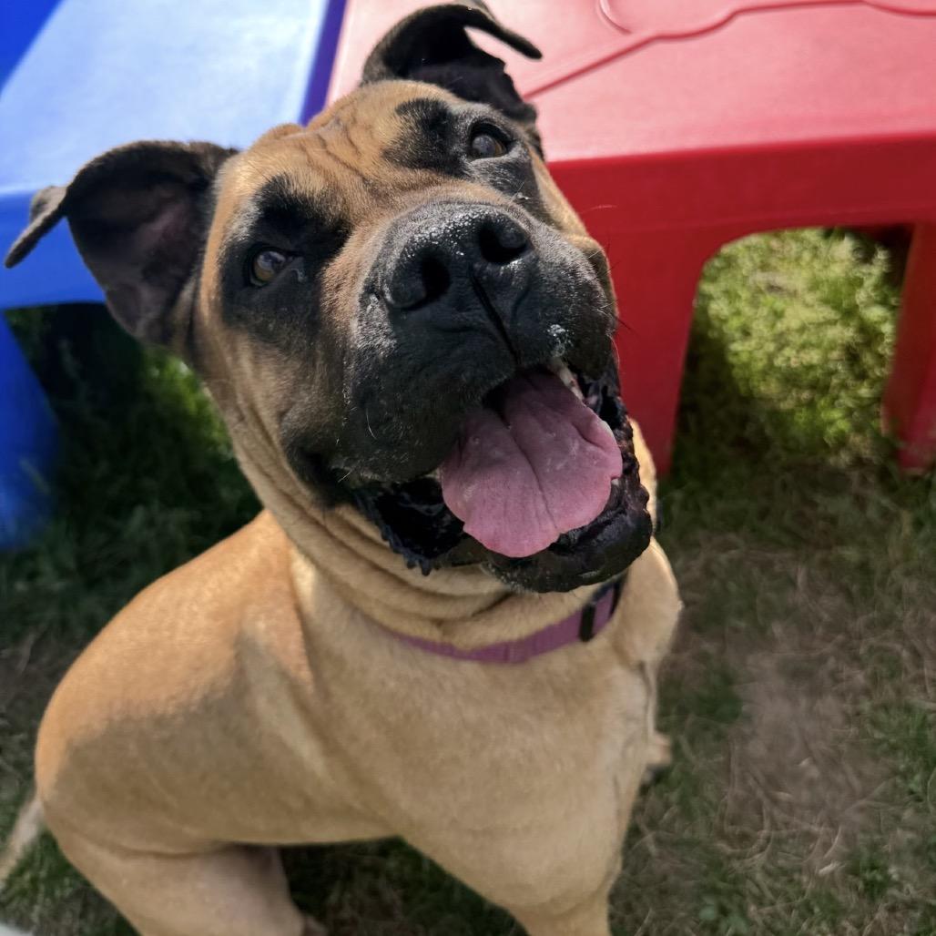 Thalia, a Adoptable Mastiff in manchester, PA image 2/5