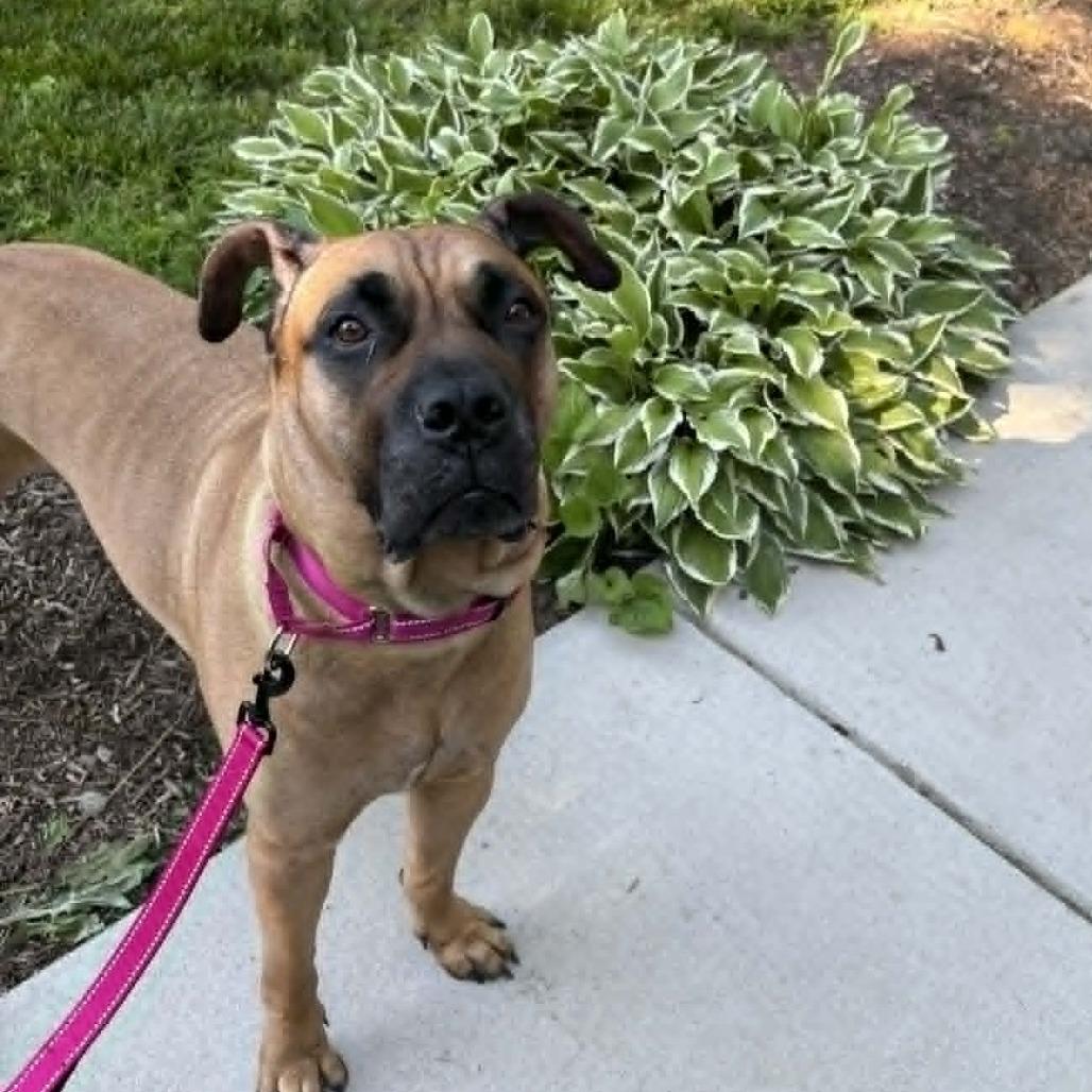 Thalia, a Adoptable Mastiff in manchester, PA image 3/5