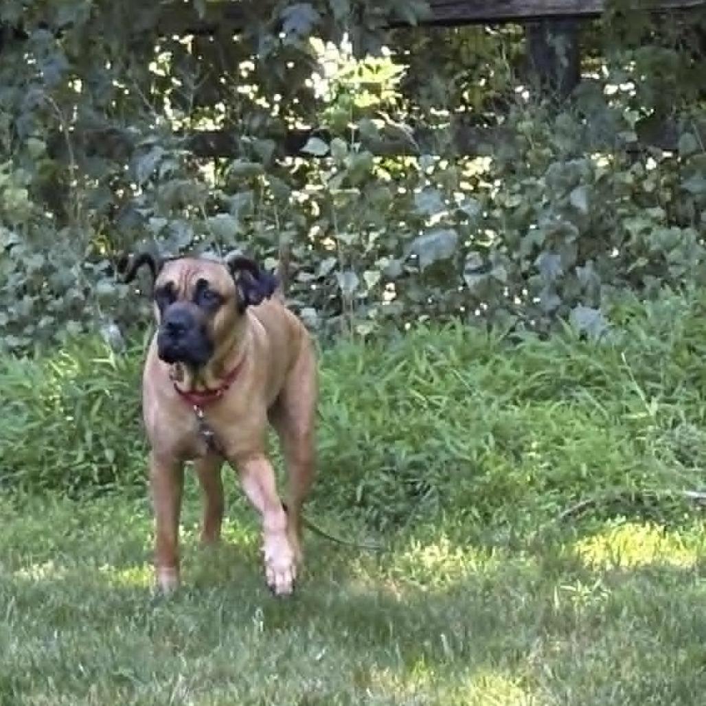 Thalia, a Adoptable Mastiff in manchester, PA image 4/5