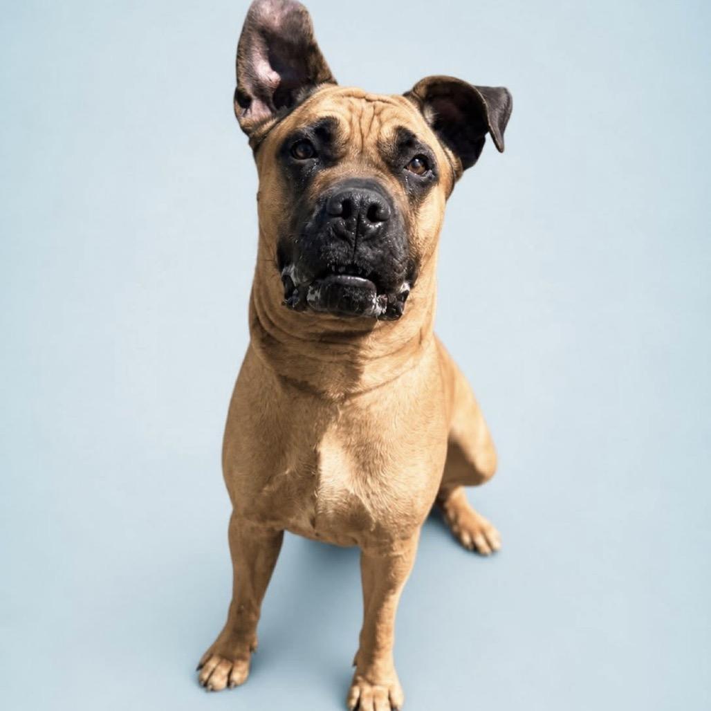 Thalia, a Adoptable Mastiff in manchester, PA image 5/5