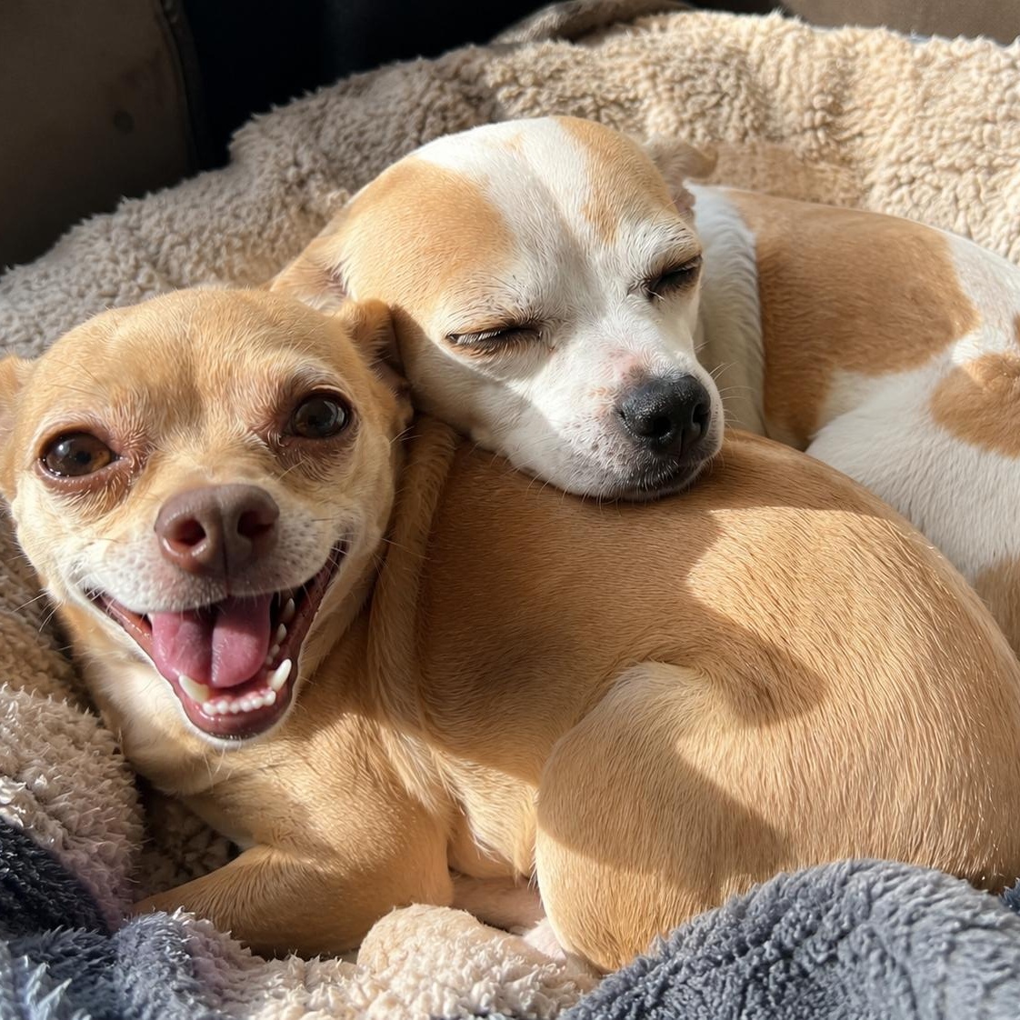 Enlarge Chloe and Papi, a Adoptable Chihuahua in Mount Prospect, IL image 2/6