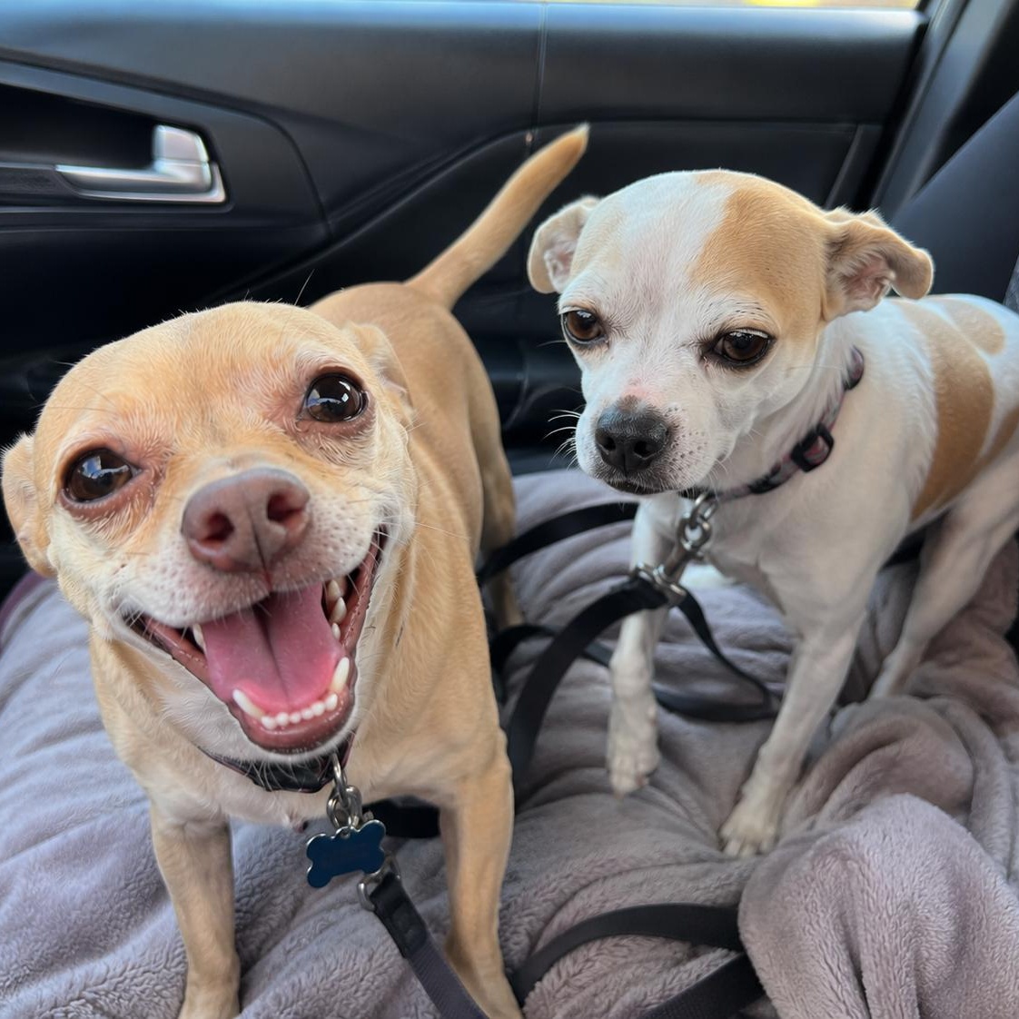 Chloe and Papi, Adoptable, Young Female Chihuahua.