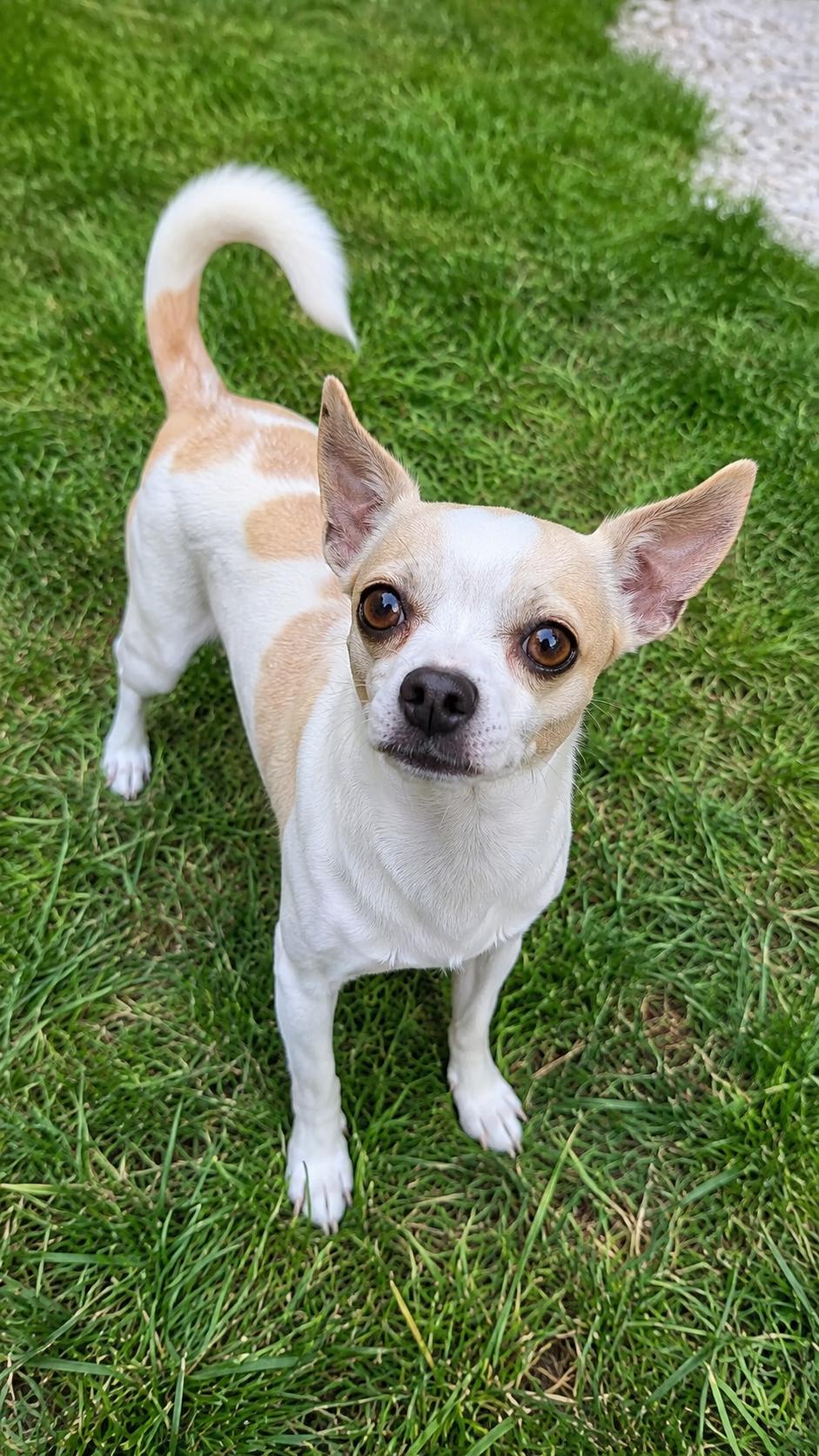 Enlarge Chloe and Papi, a Adoptable Chihuahua in Mount Prospect, IL image 6/6