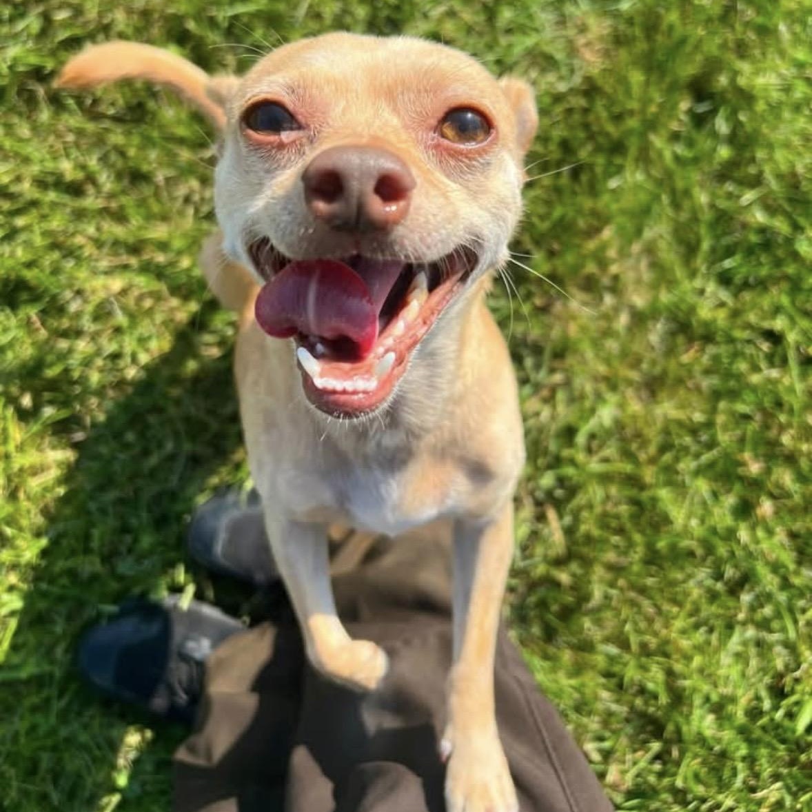 Enlarge Chloe and Papi, a Adoptable Chihuahua in Mount Prospect, IL image 4/6
