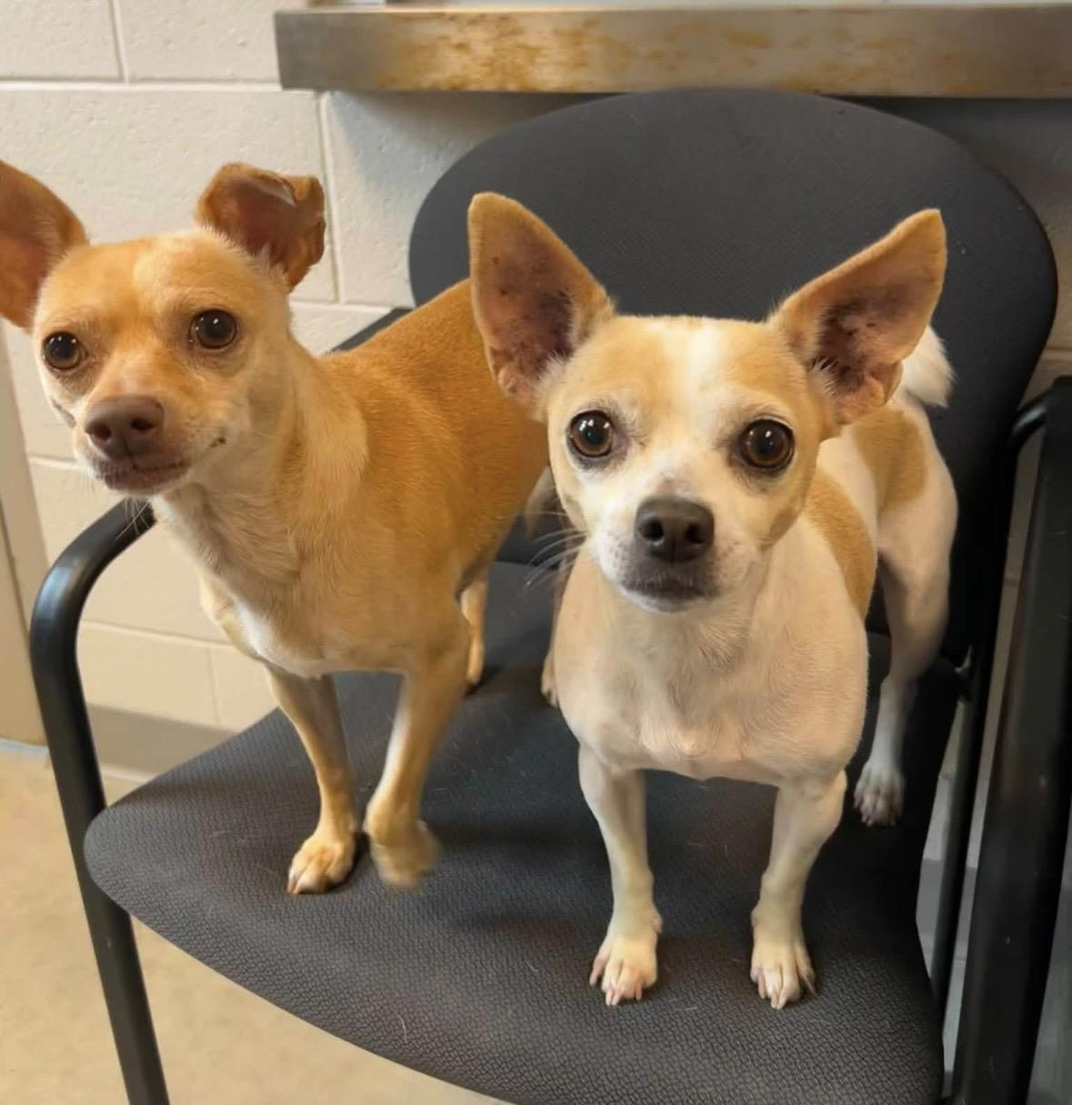 Enlarge Chloe and Papi, a Adoptable Chihuahua in Mount Prospect, IL image 3/6