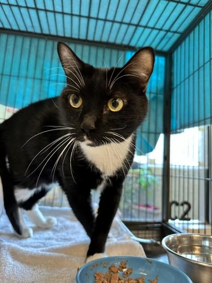 Oliver, a Adoptable mixed breed in Palm Coast, FL image 2/3