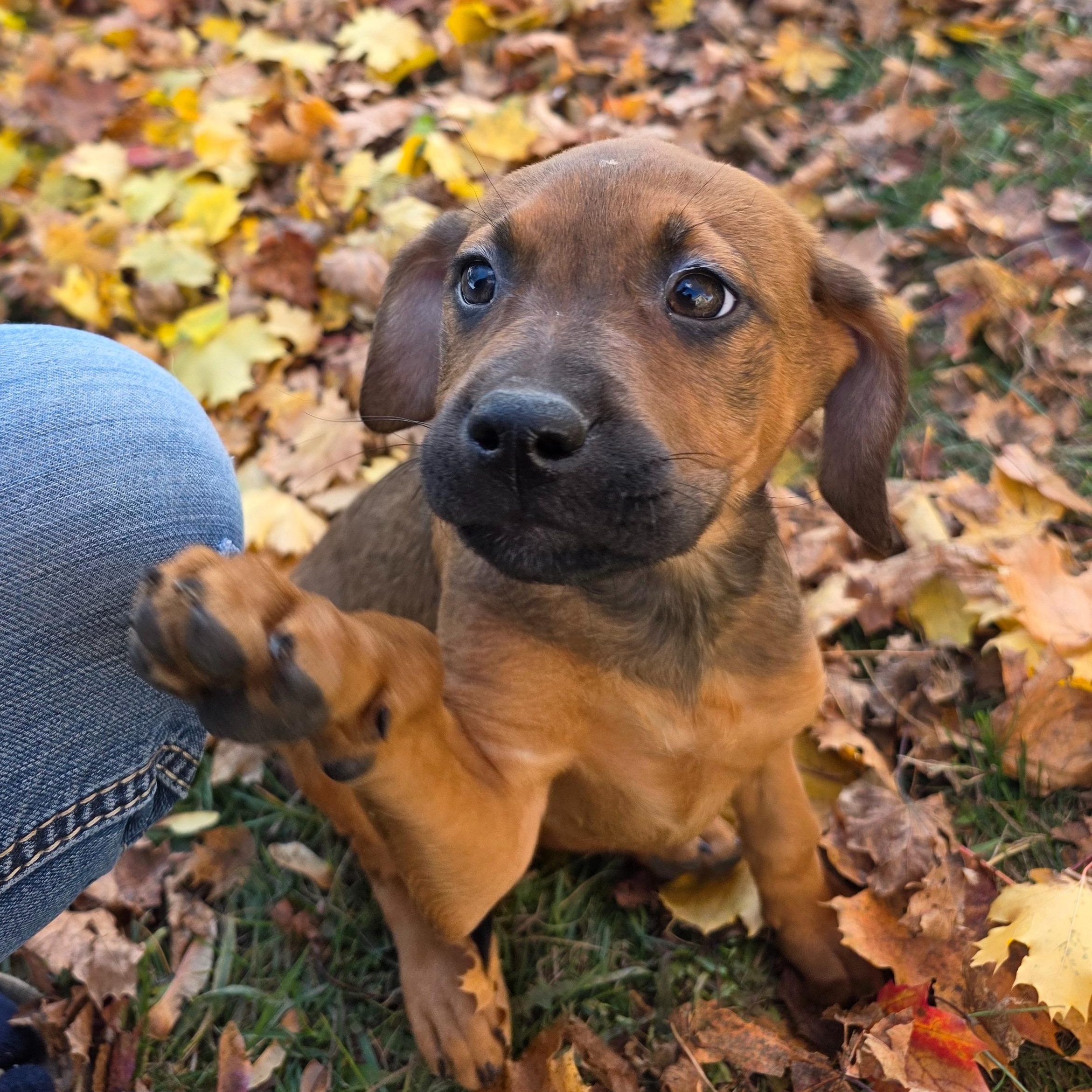 Pumpkin, Adoptable, Puppy Female Mixed Breed.