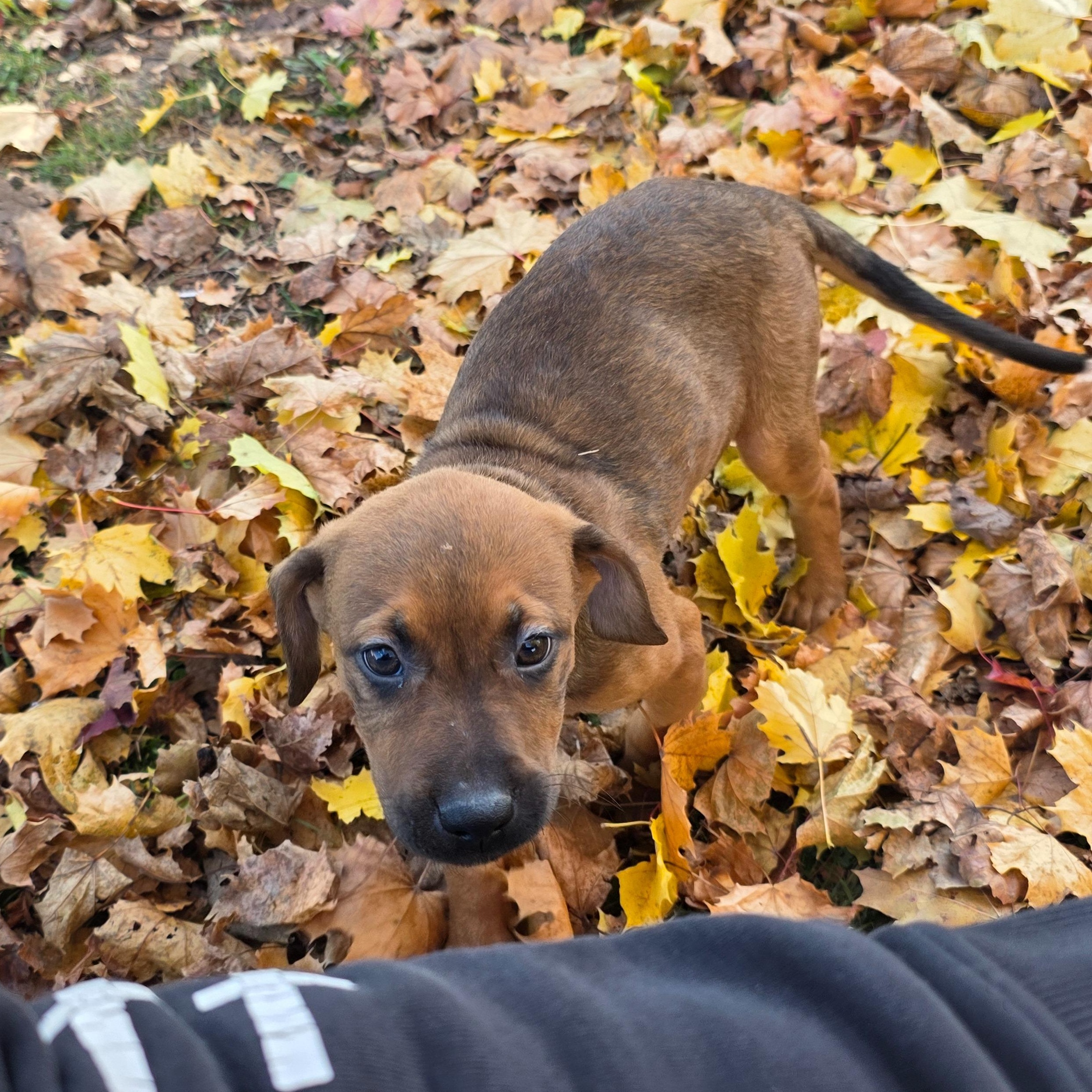 Enlarge Pumpkin, an adopted mixed breed in Alma, MI image 2/3