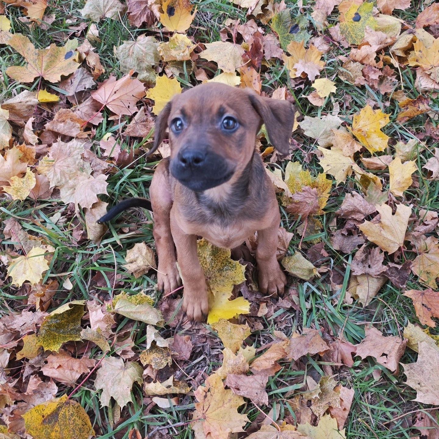 Enlarge Pumpkin, an adopted mixed breed in Alma, MI image 3/3