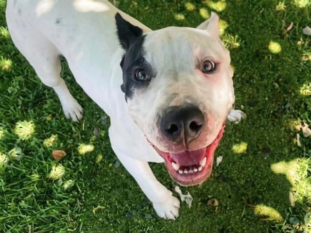 TYCHO, Adoptable, Young Male American Bulldog & Mixed Breed.