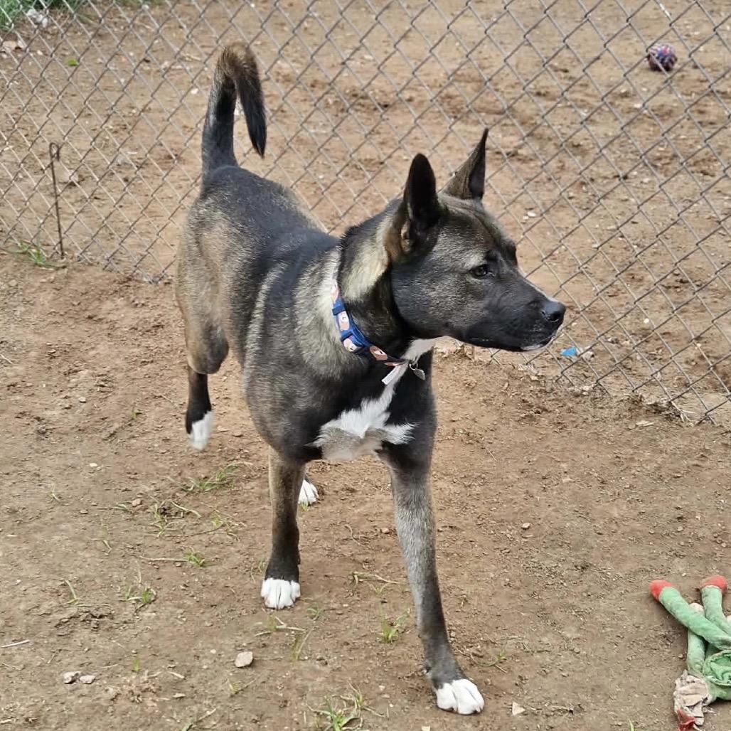 Enlarge Trix (FKA Cereal Litter - "Fruit Loops"), a Adoptable mixed breed in Sand Springs, OK image 1/6