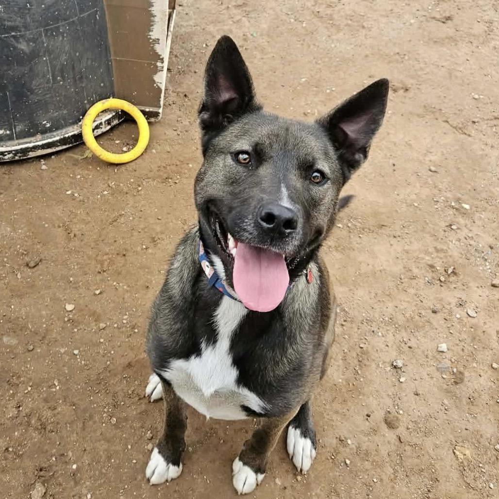 Enlarge Trix (FKA Cereal Litter - "Fruit Loops"), a Adoptable mixed breed in Sand Springs, OK image 2/6