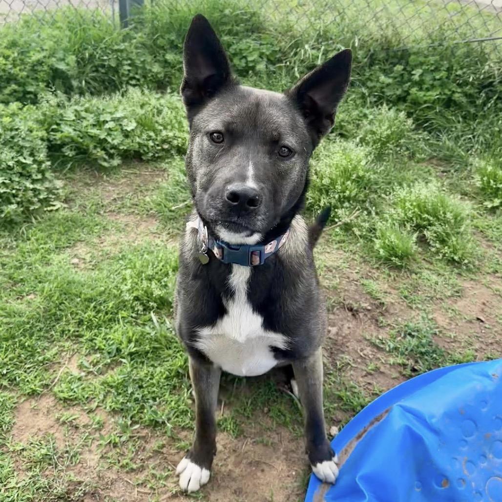 Enlarge Trix (FKA Cereal Litter - "Fruit Loops"), a Adoptable mixed breed in Sand Springs, OK image 3/6
