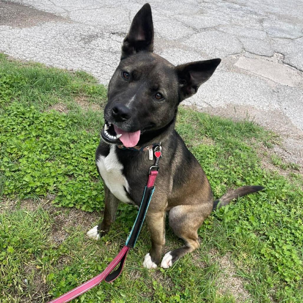 Enlarge Trix (FKA Cereal Litter - "Fruit Loops"), a Adoptable mixed breed in Sand Springs, OK image 4/6