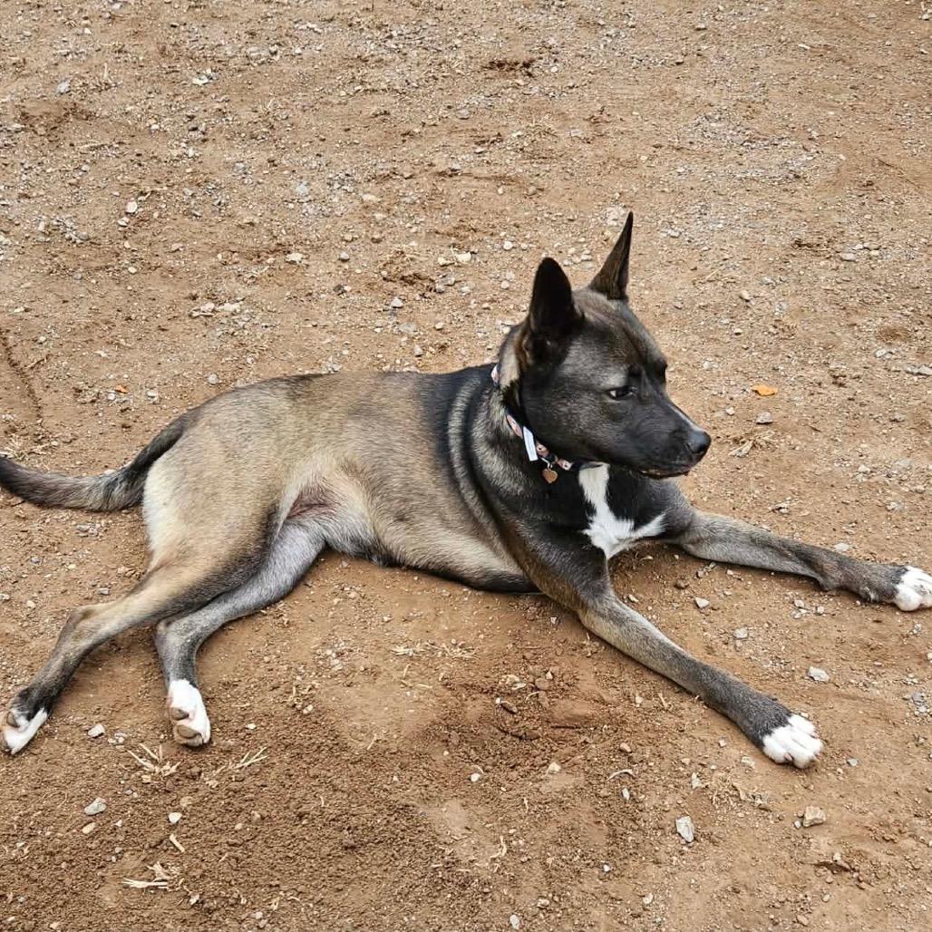 Enlarge Trix (FKA Cereal Litter - "Fruit Loops"), a Adoptable mixed breed in Sand Springs, OK image 5/6