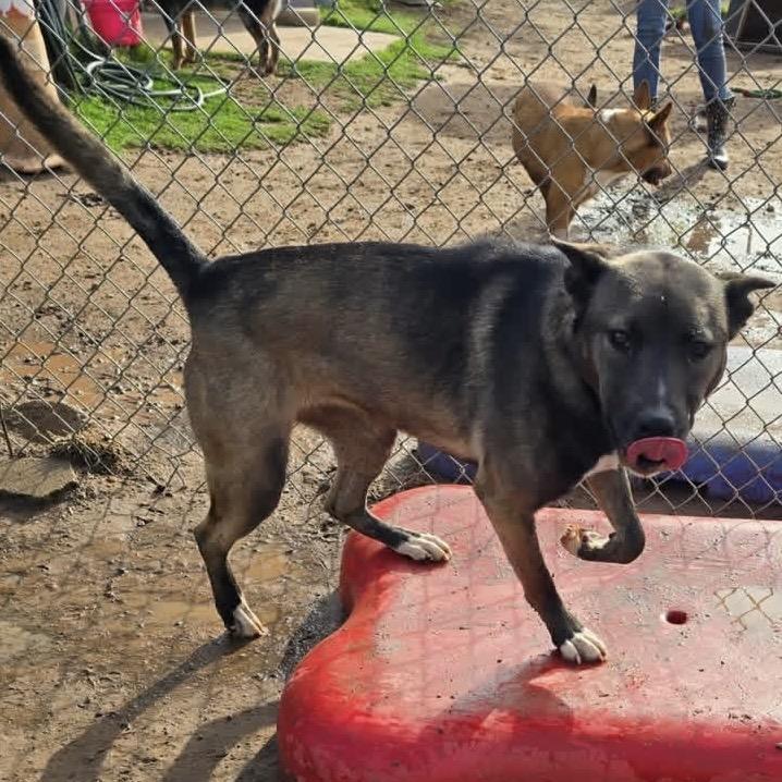 Enlarge Trix (FKA Cereal Litter - "Fruit Loops"), a Adoptable mixed breed in Sand Springs, OK image 6/6