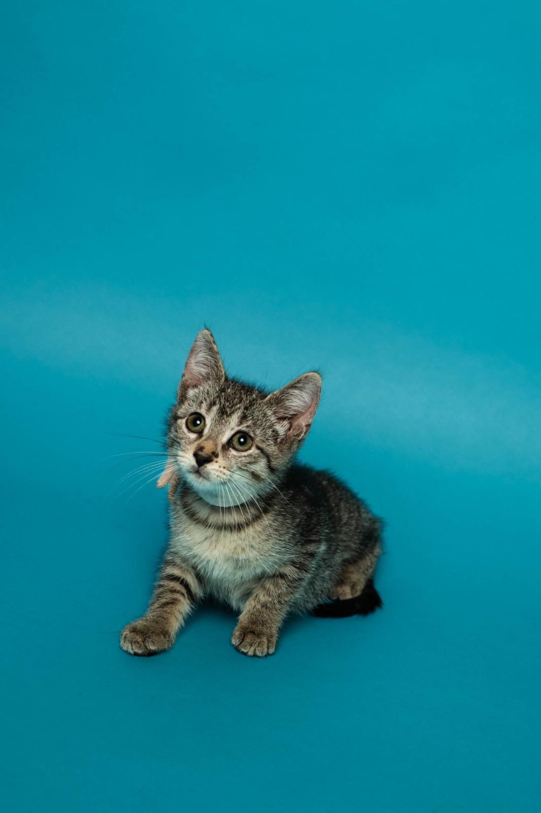 Mimmin, a Adoptable Tabby in Gainesville, FL image 2/4