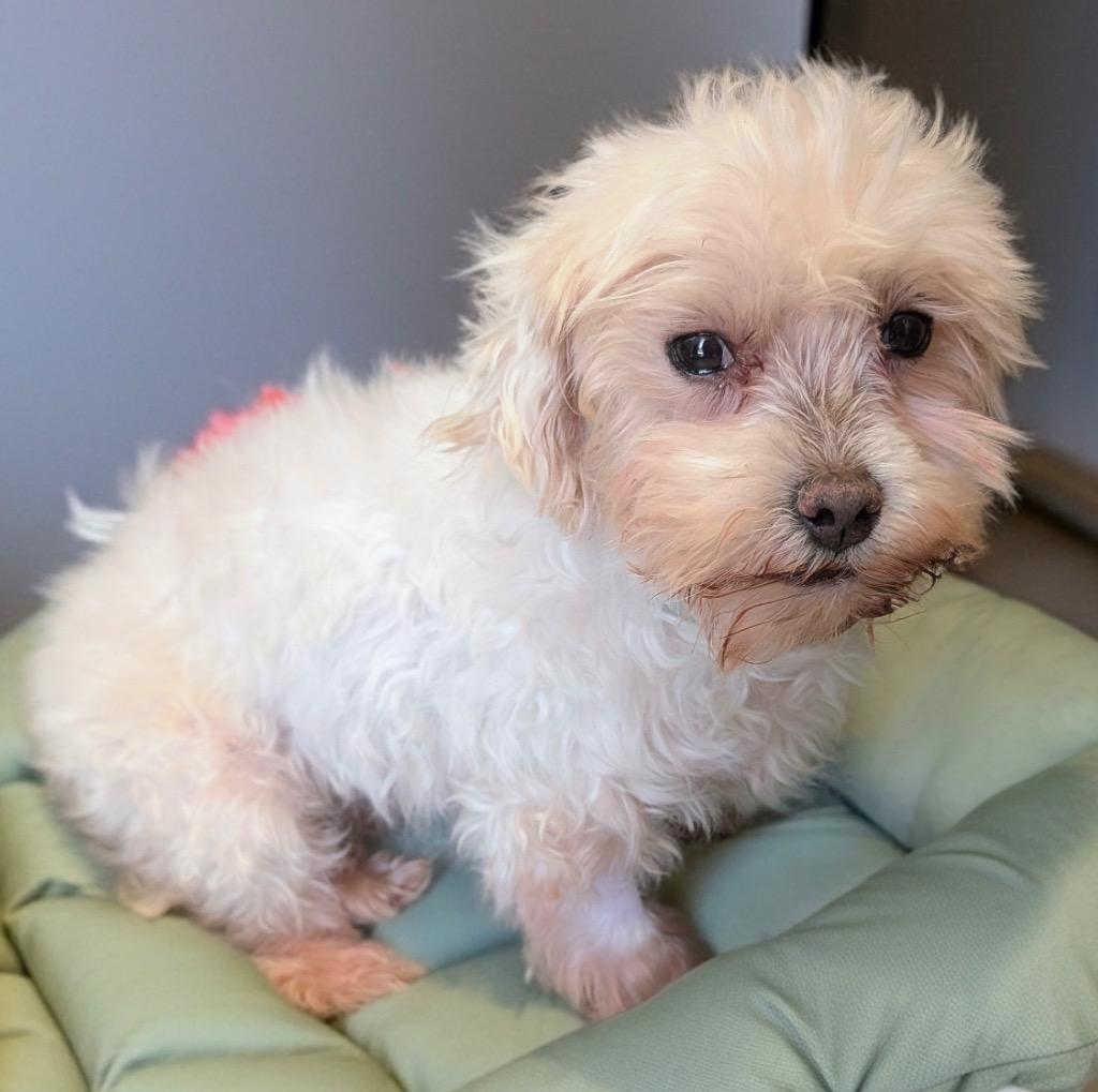 Maddy, a Adopted Maltese in Fort Myers, FL image 2/3