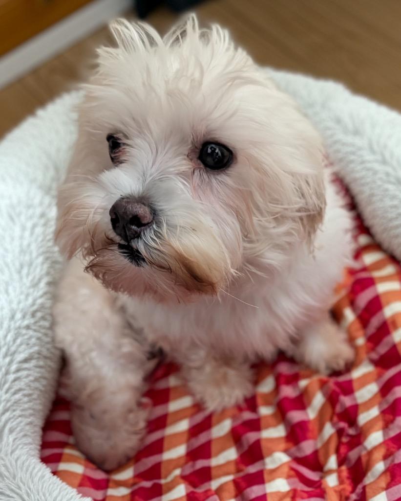 Maddy, a Adopted Maltese in Fort Myers, FL image 3/3