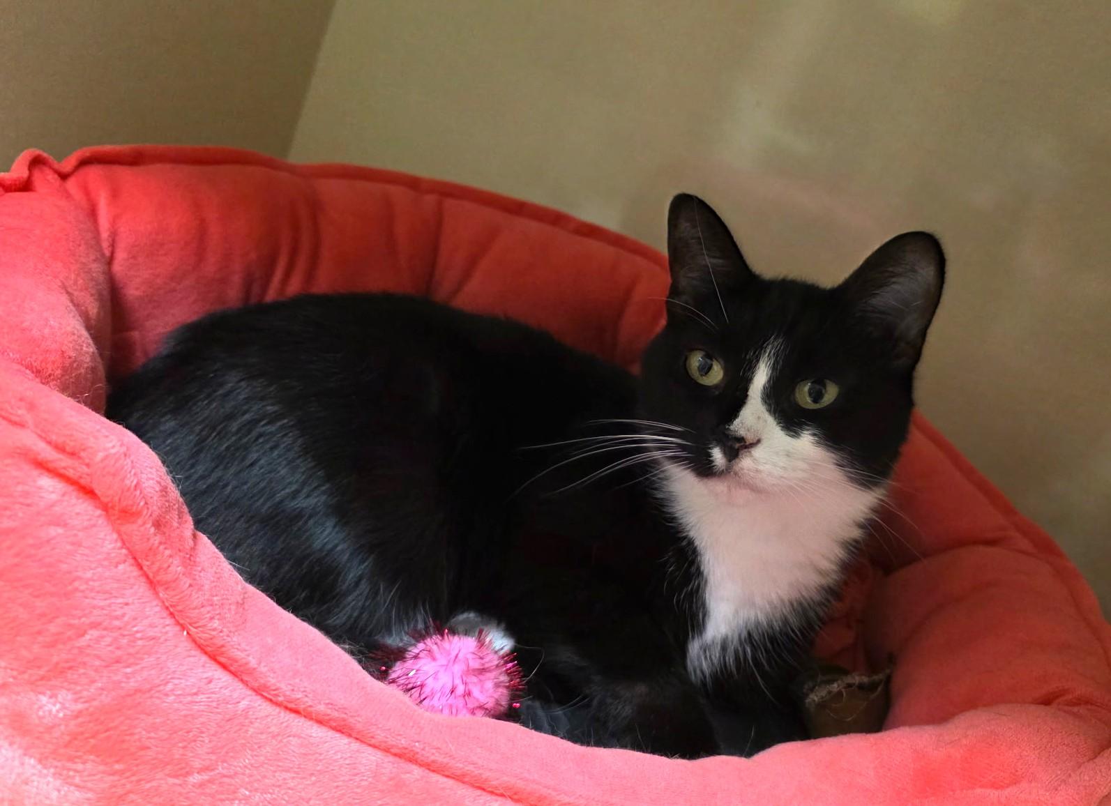 Enlarge Delilah, a ADOPTABLE Domestic Short Hair in Schaumburg, IL image 2/4