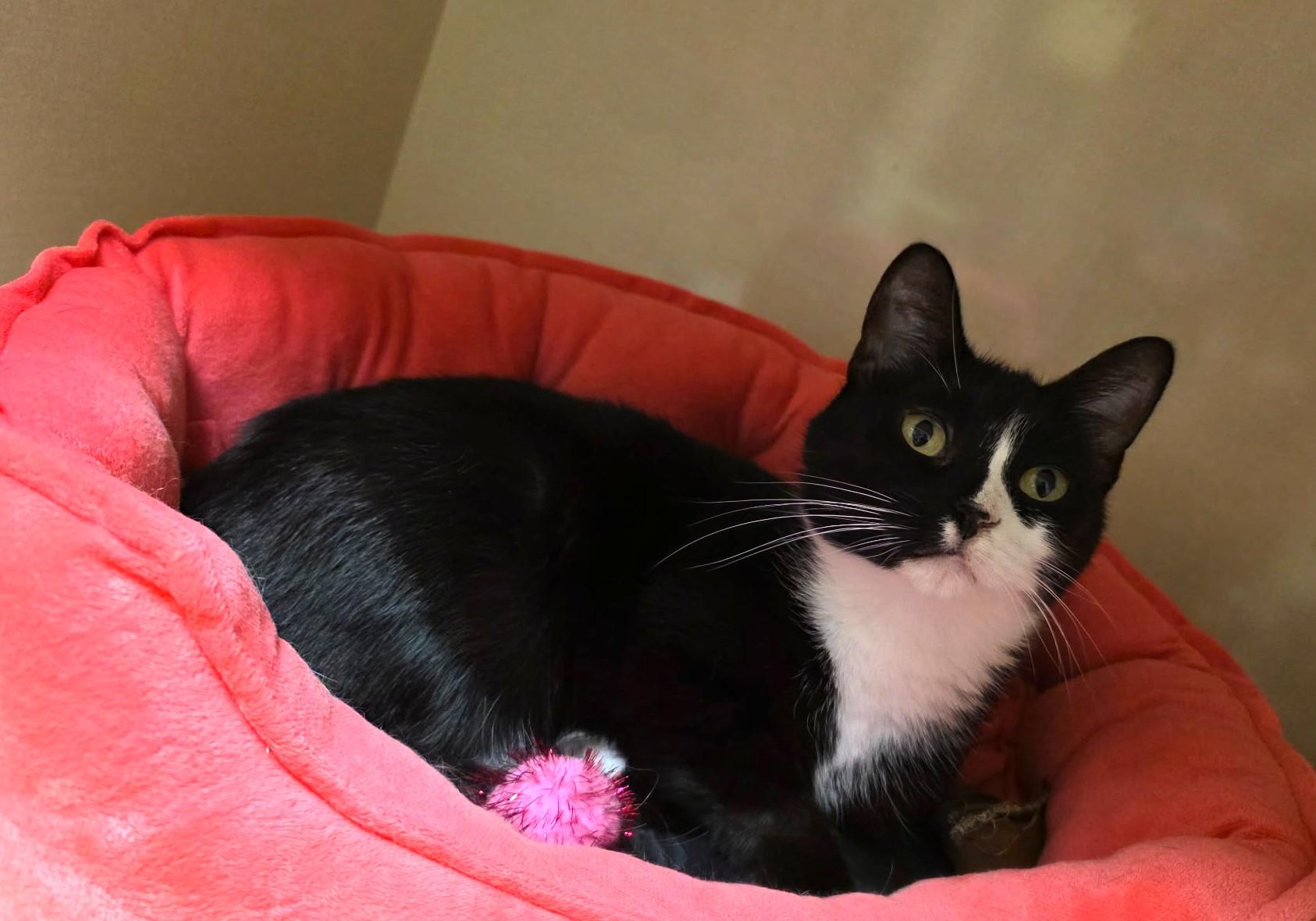 Enlarge Delilah, a ADOPTABLE Domestic Short Hair in Schaumburg, IL image 4/4