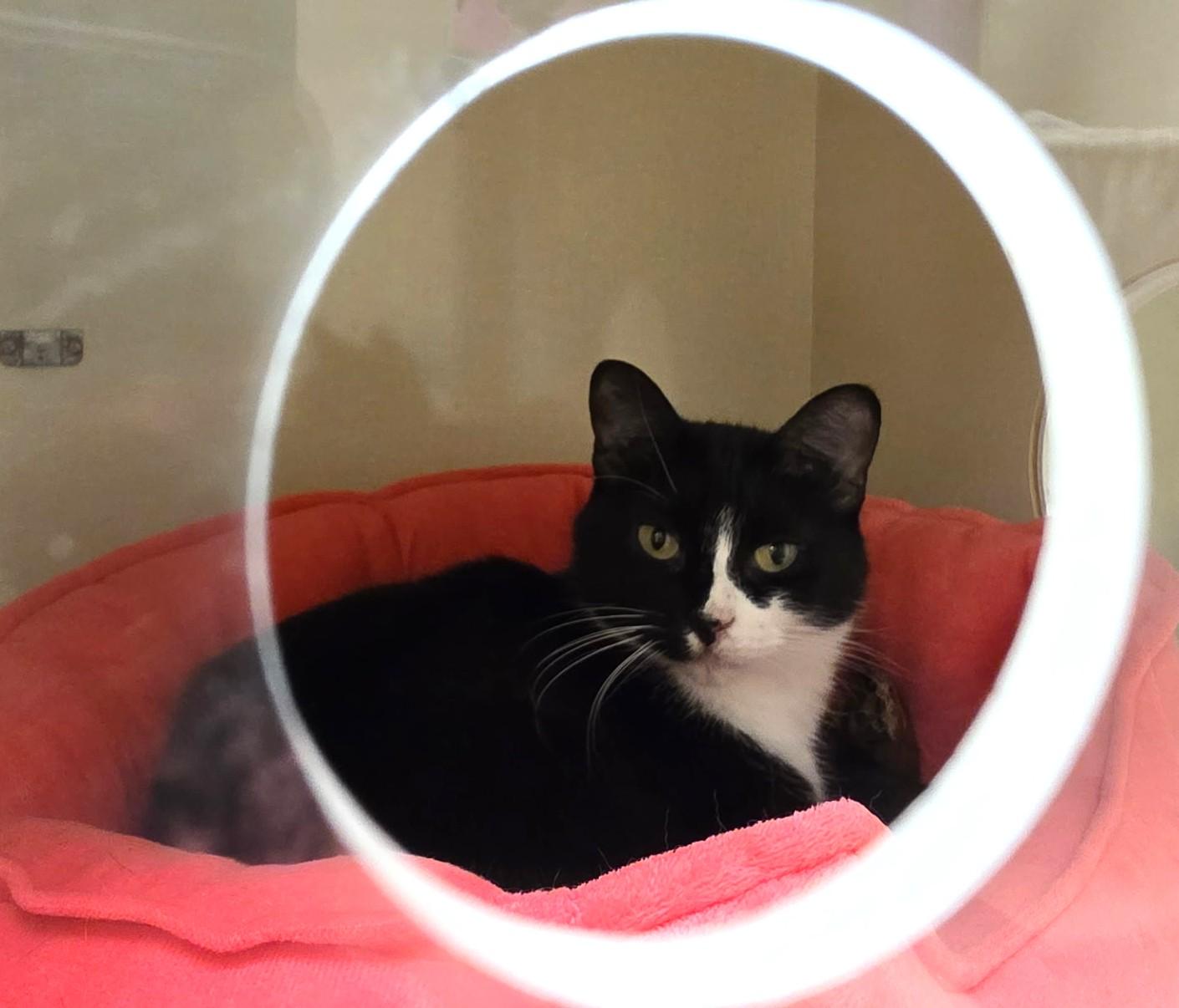 Delilah, ADOPTABLE, Young Female Domestic Short Hair.