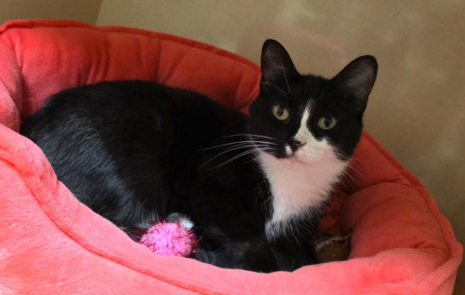 Enlarge Delilah, a ADOPTABLE Domestic Short Hair in Schaumburg, IL image 3/4