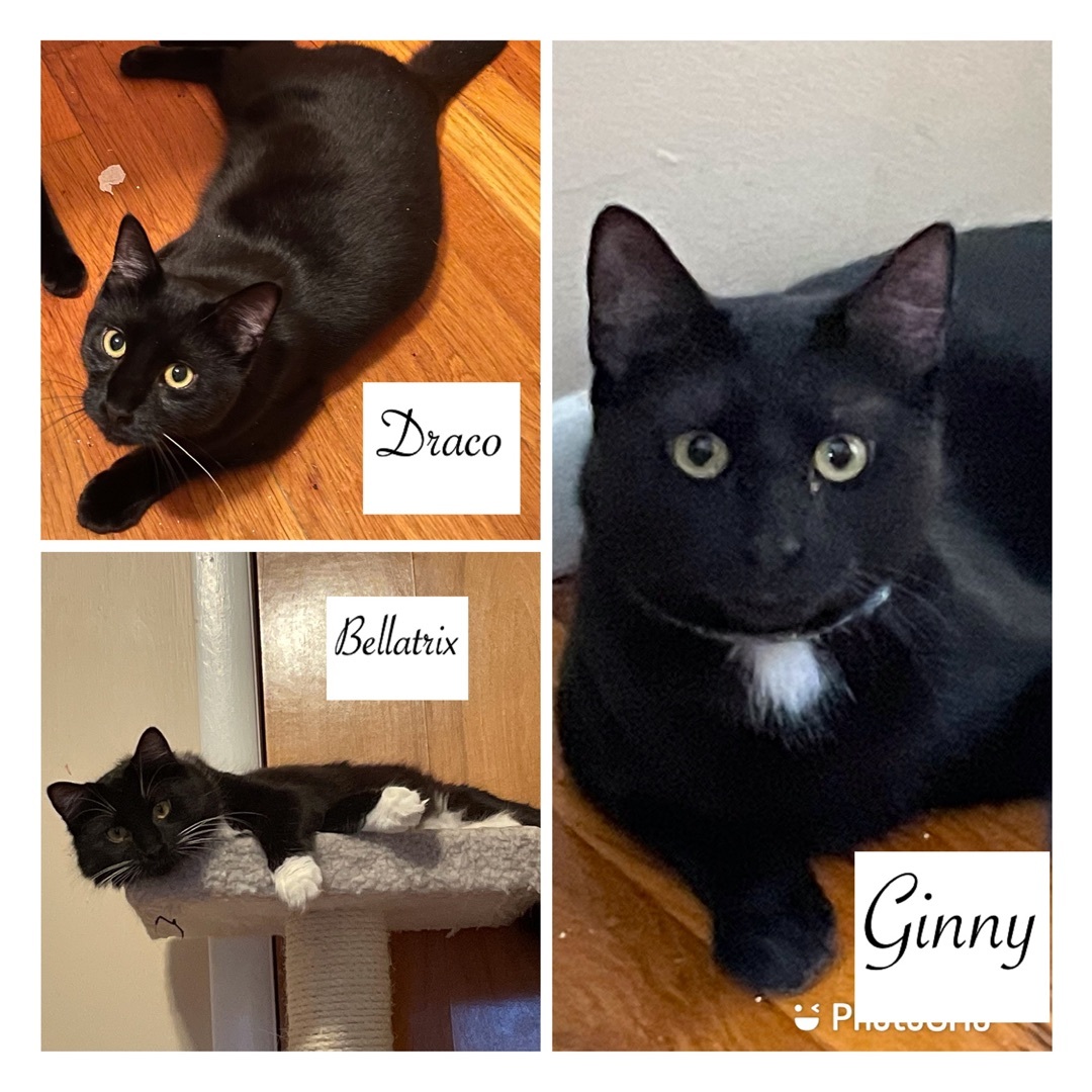 Enlarge Bellatrix & Draco  (Tonks & Ginny adopted), a Adoptable Domestic Short Hair in staten island, NY image 9/11