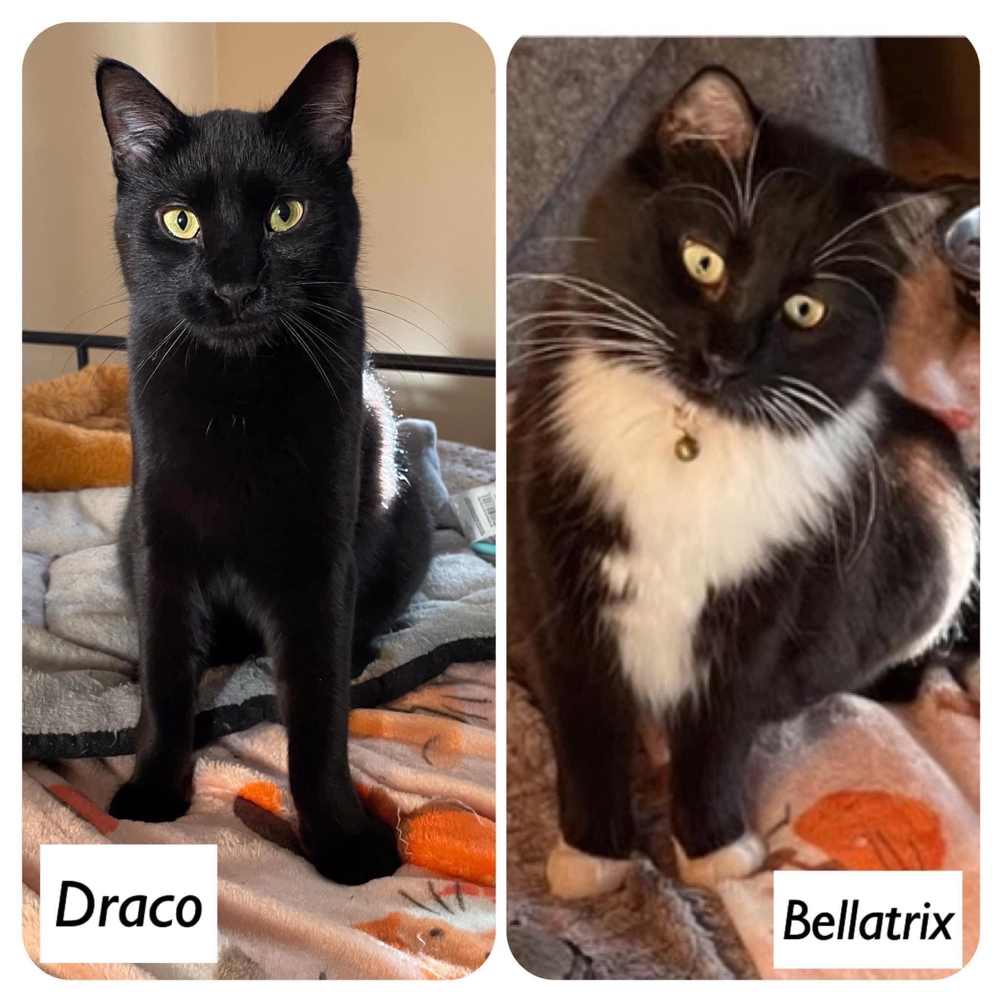 Bellatrix & Draco (Tonks & Ginny adopted), a Adoptable Domestic Short Hair in staten island, NY image 1/11