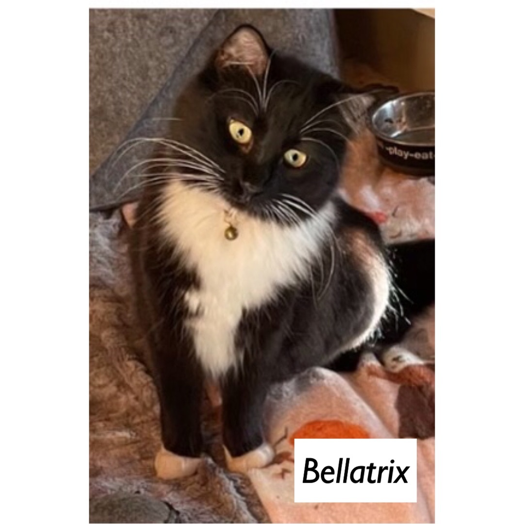 Enlarge Bellatrix & Draco  (Tonks & Ginny adopted), a Adoptable Domestic Short Hair in staten island, NY image 10/11